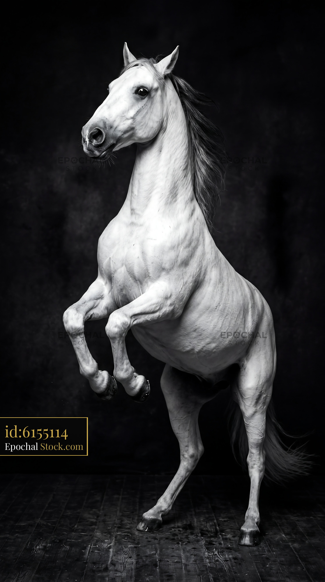Rearing White Stallion Seamless Equine Art - stock photo