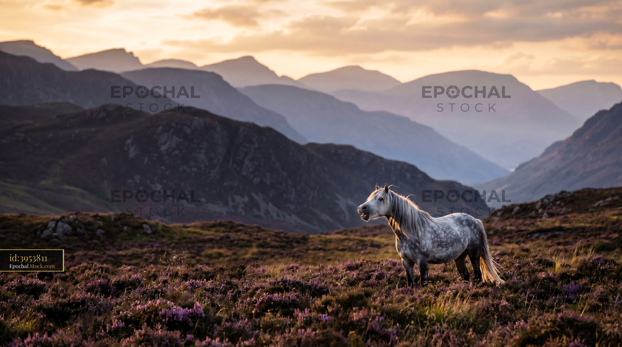 Wild Silver Dapple Horse in Purple Heather - stock photo