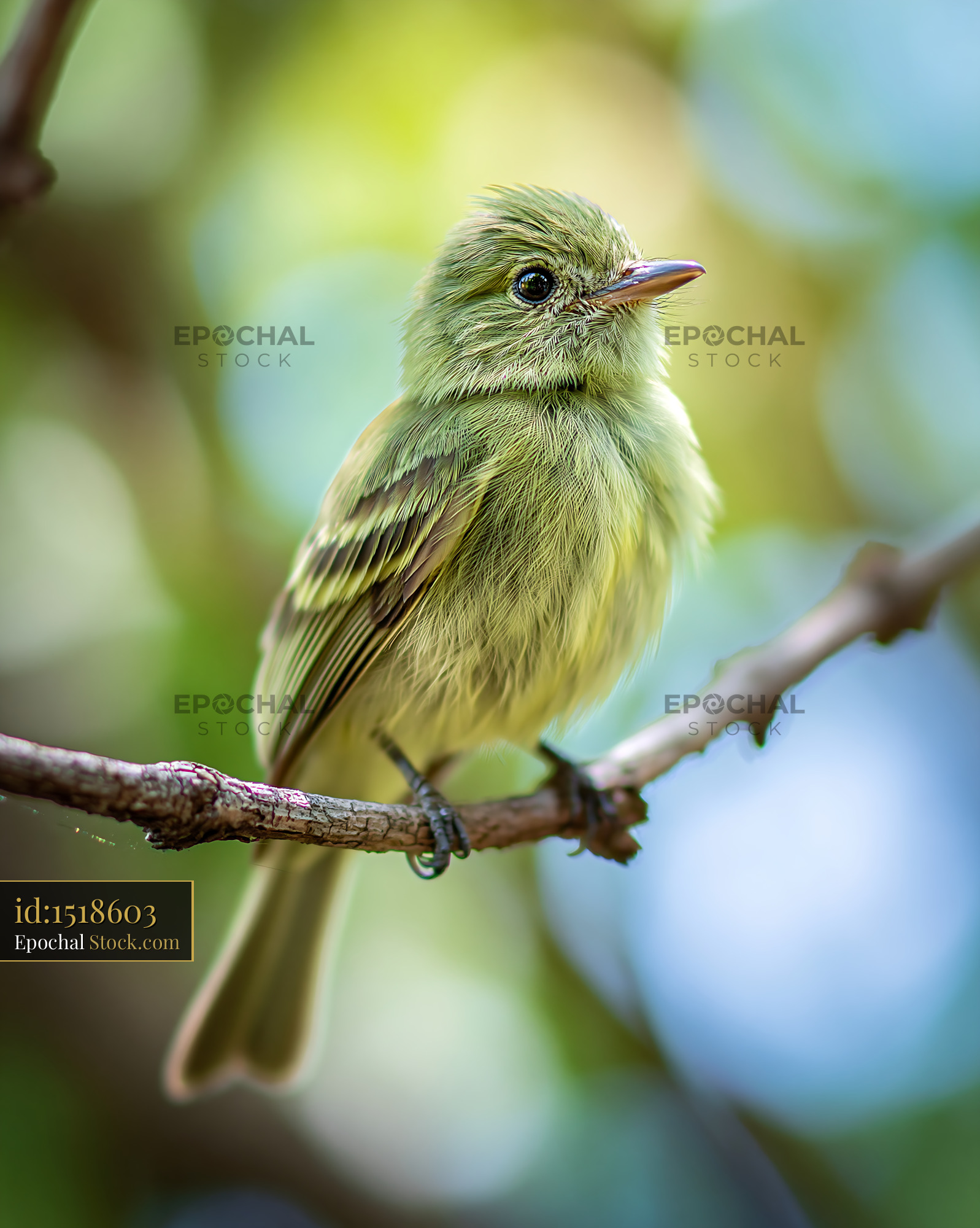 Greenish elaenia perching on branch in a sunlit forest - stock photo