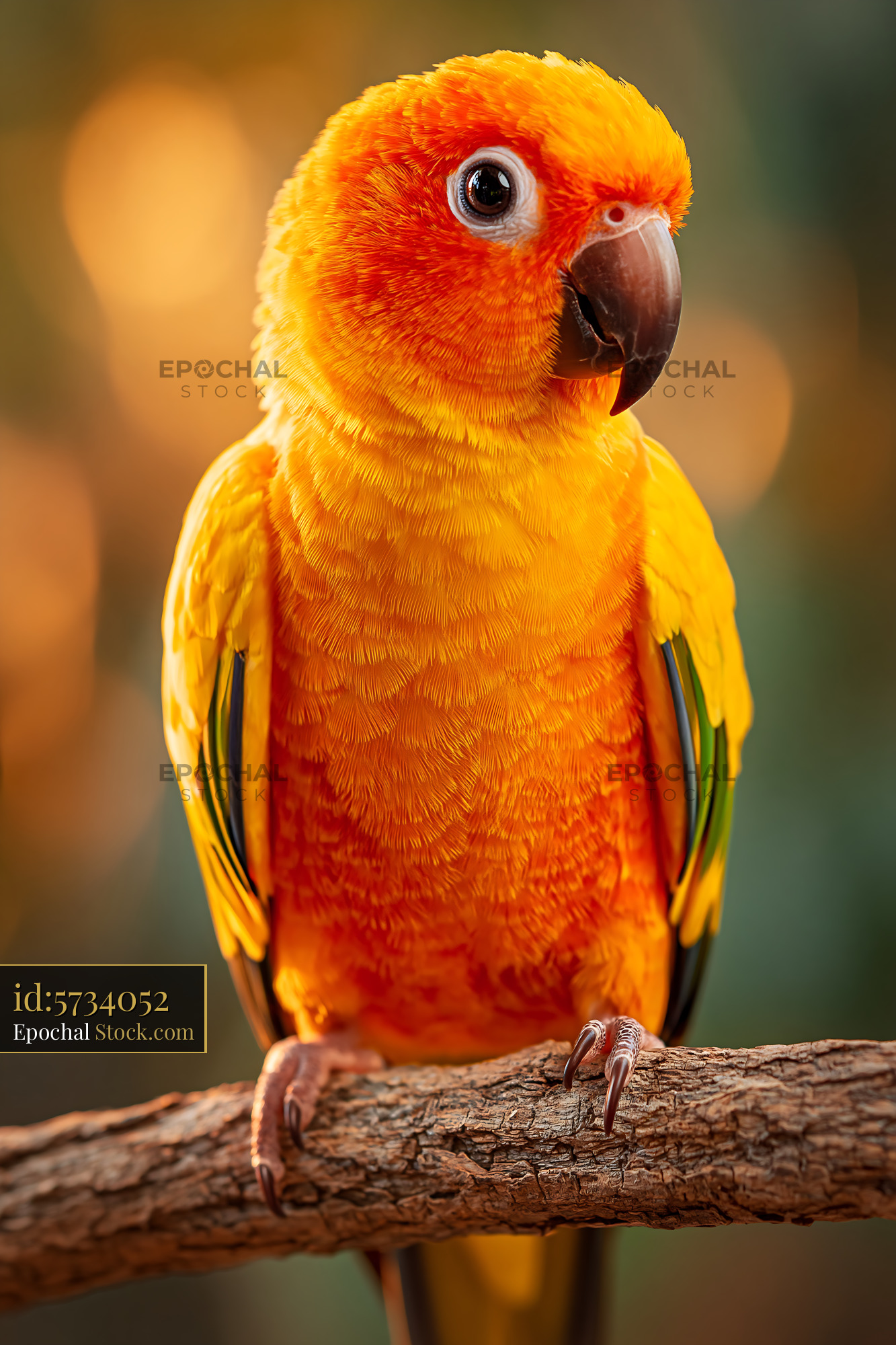Vibrant sun conure parrot perched on wooden branch with intense gaze - stock photo