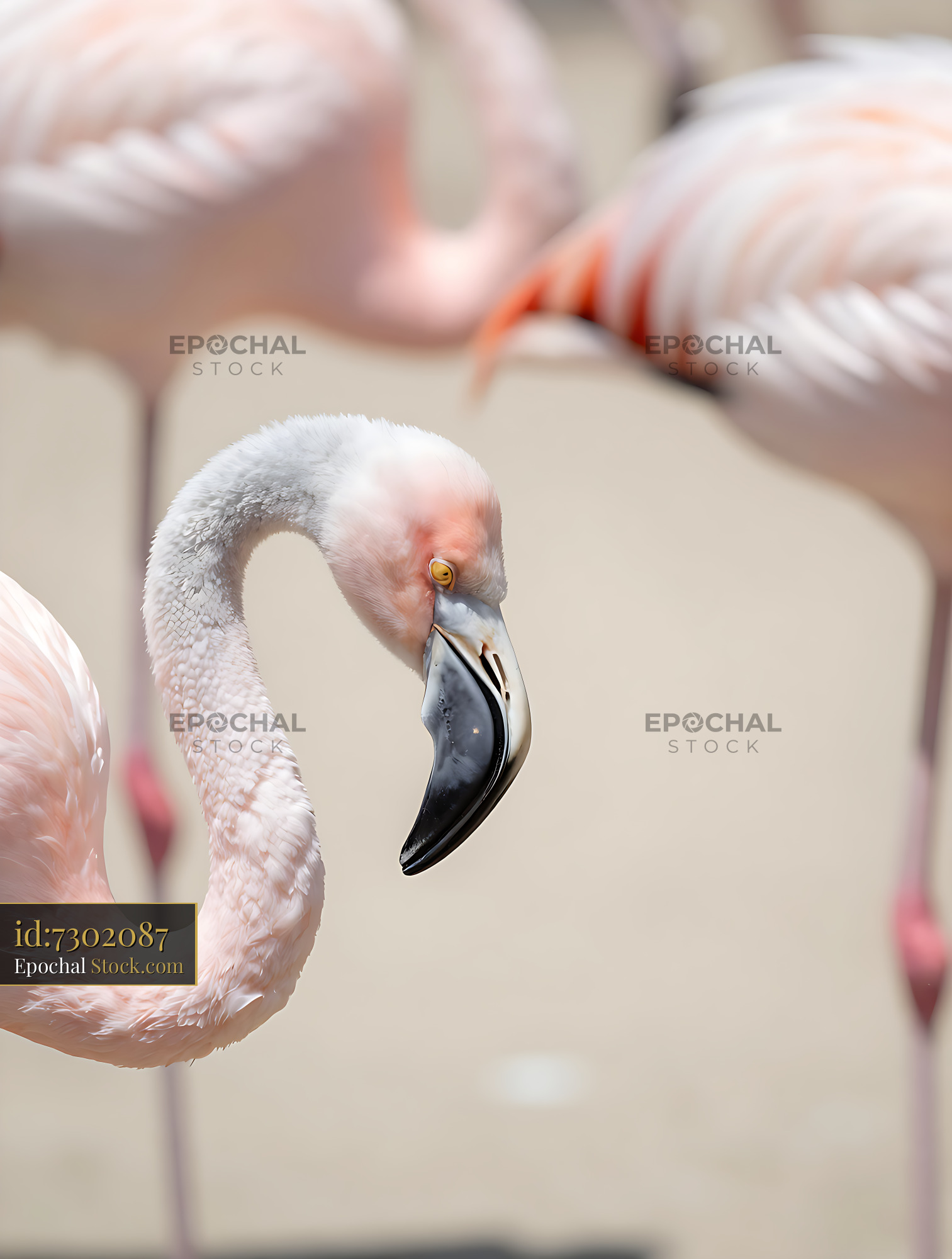 Close up portrait of a pink flamingo in a flock