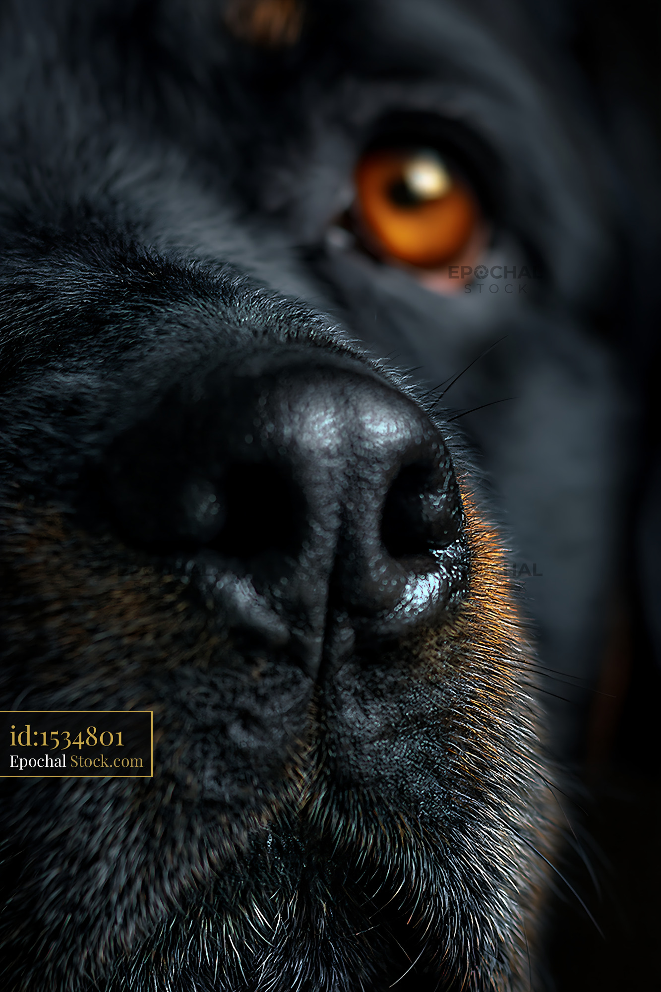 Close-up of a black dog nose with an amber eye in the background - stock photo