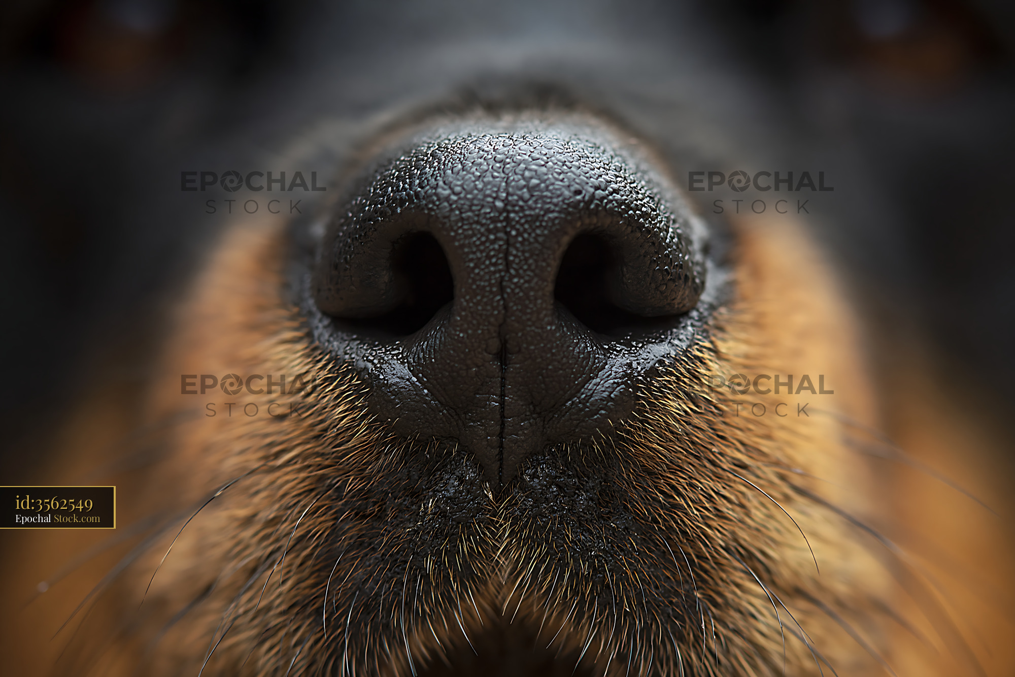 Extreme close up of a wet dog nose with black and tan fur - stock photo