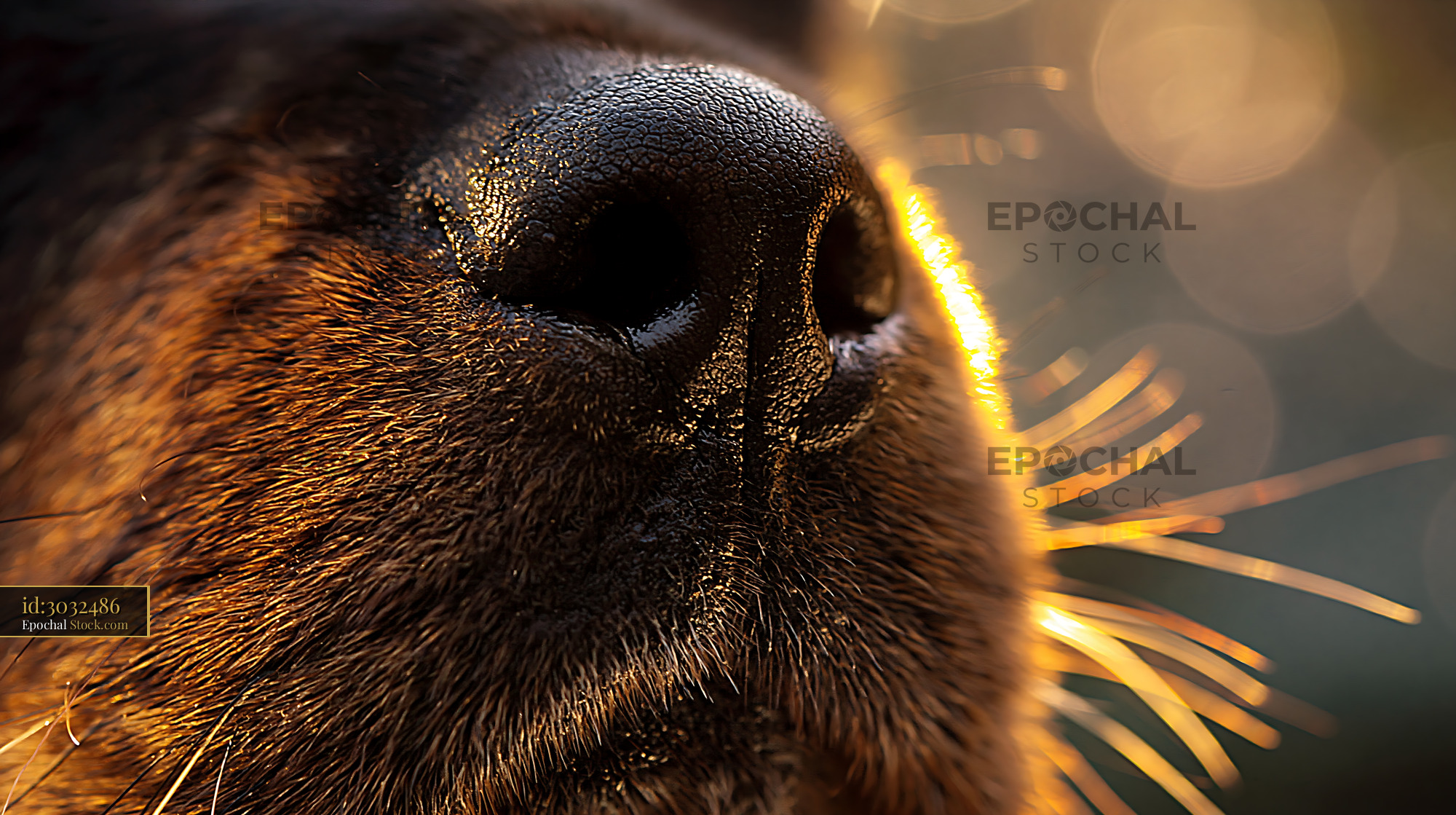 Extreme close-up of a dog nose with golden sunset rim lighting - stock photo