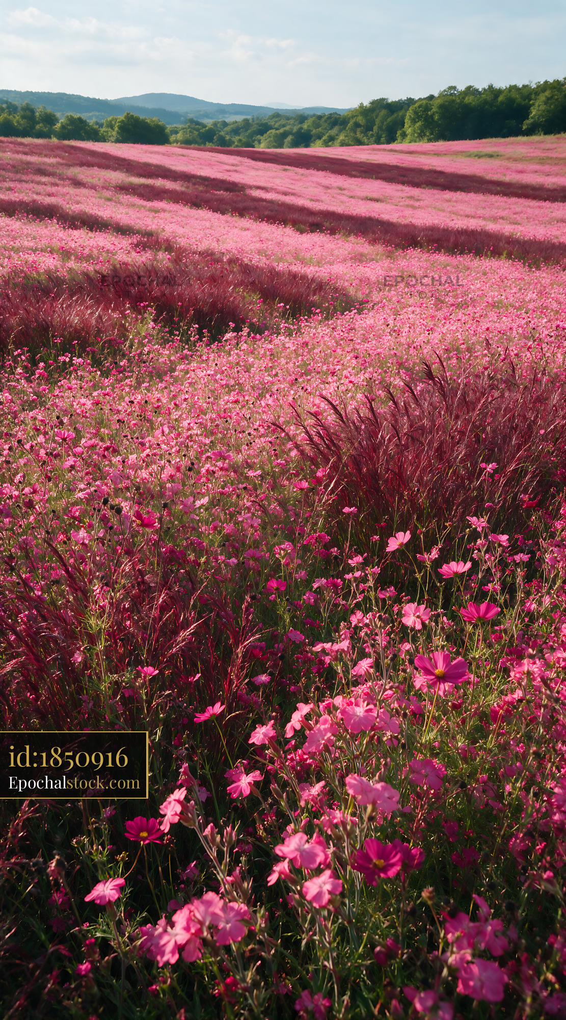 Watermarked full-resolution preview of Vibrant pink flower field under a clear blue sky