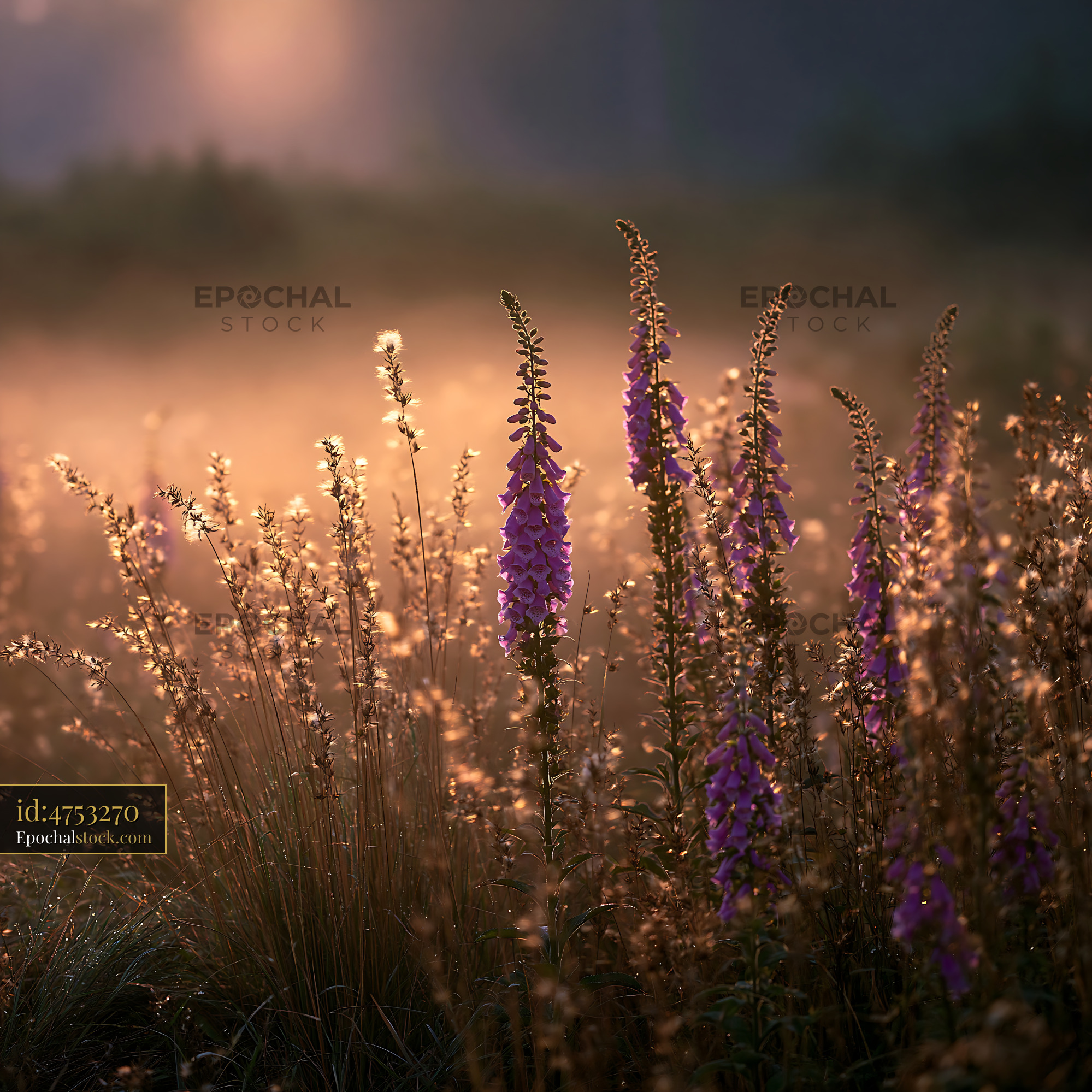 Watermarked full-resolution preview of Purple flowers bloom in a sunlit meadow at dawn