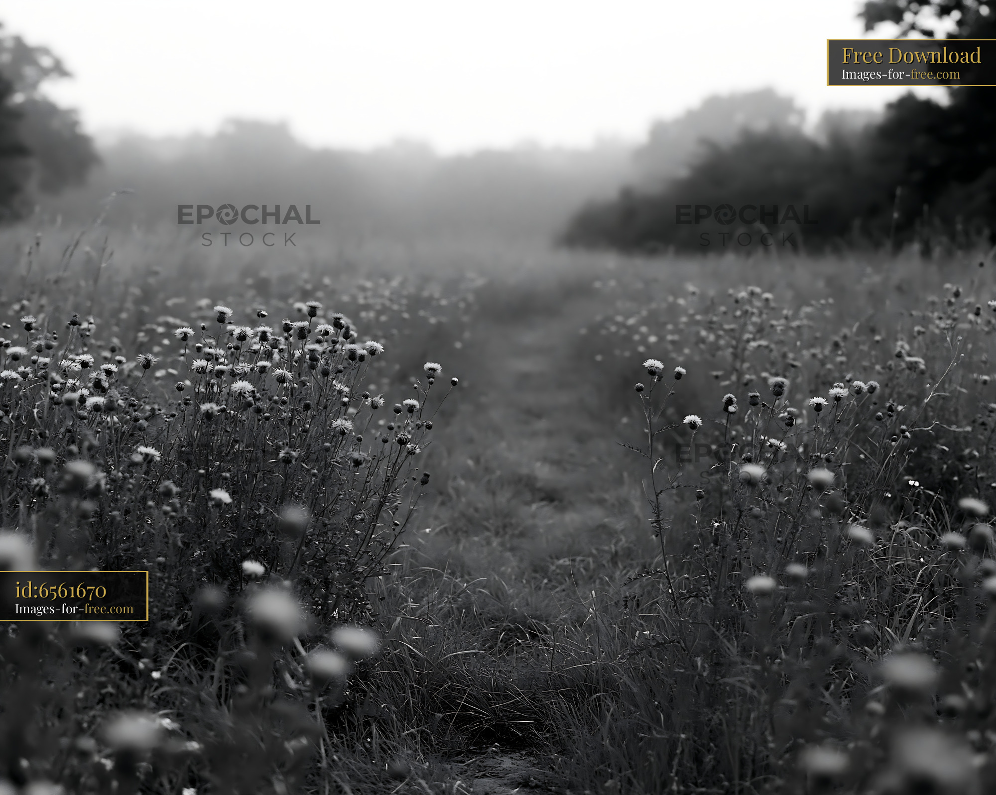 Watermarked full-resolution preview of Path through wildflowers in a foggy field