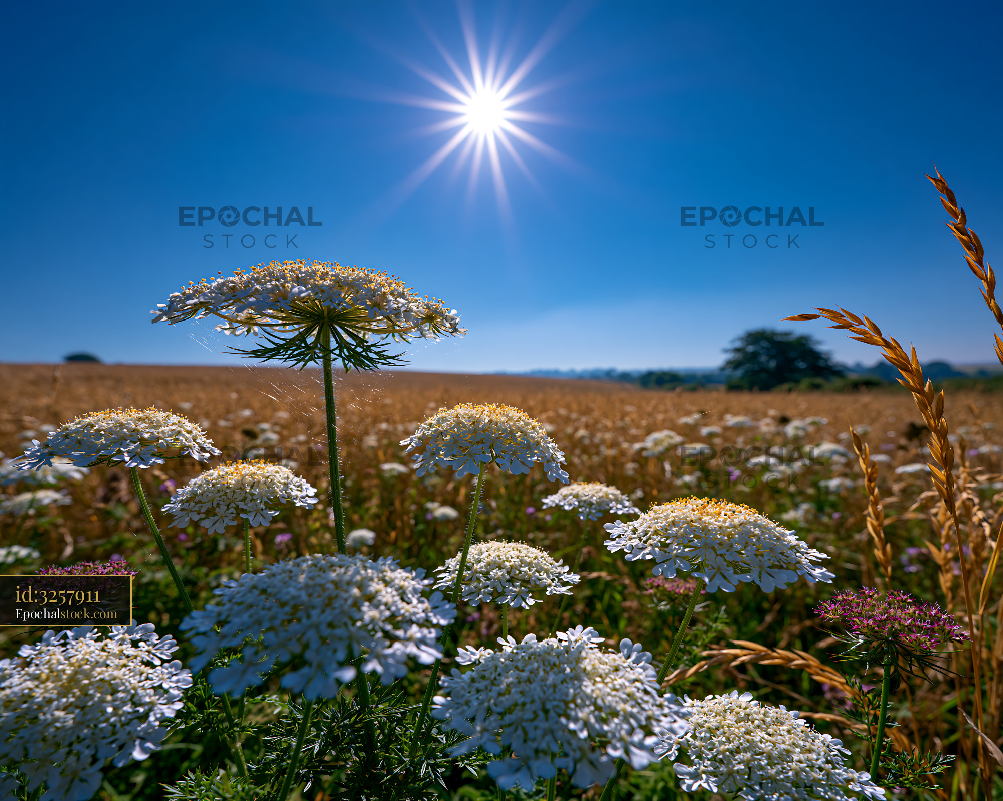 Watermarked full-resolution preview of Flowers bloom under a bright sun in a field
