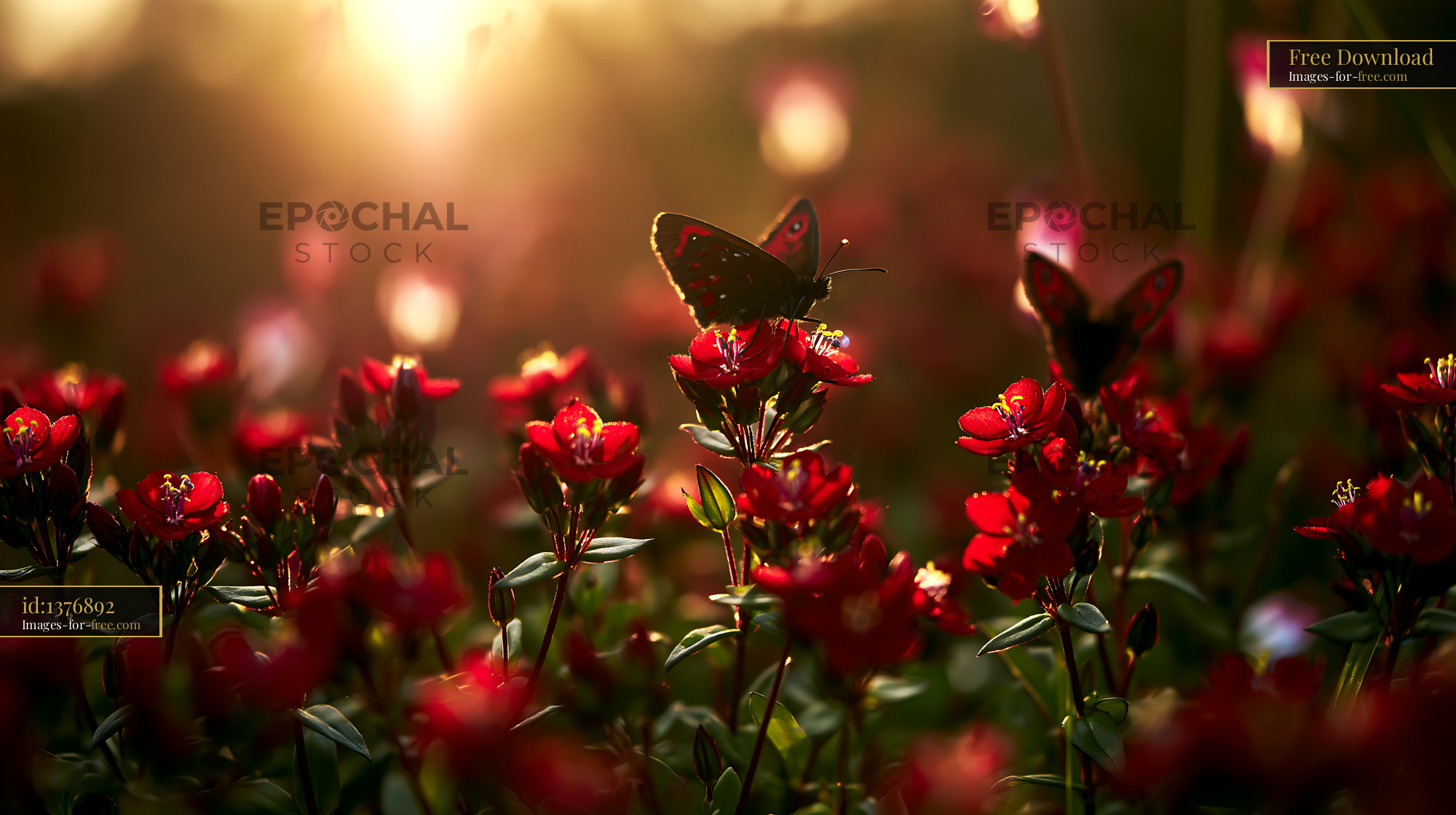 Watermarked full-resolution preview of Butterfly resting on red flowers at sunset