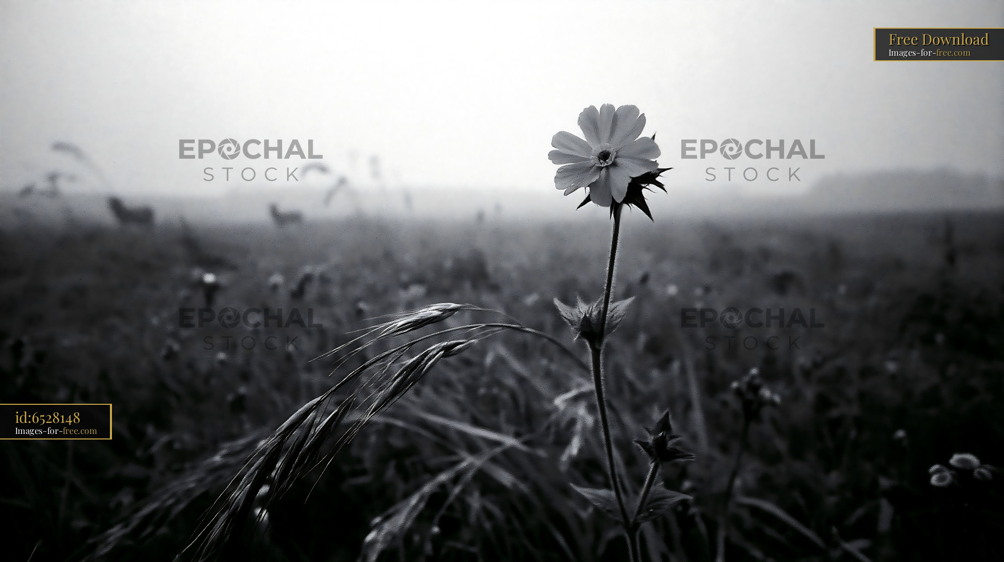 Red Pimpernel Flower Blooming in Meadow During Foggy Morning - stock photo