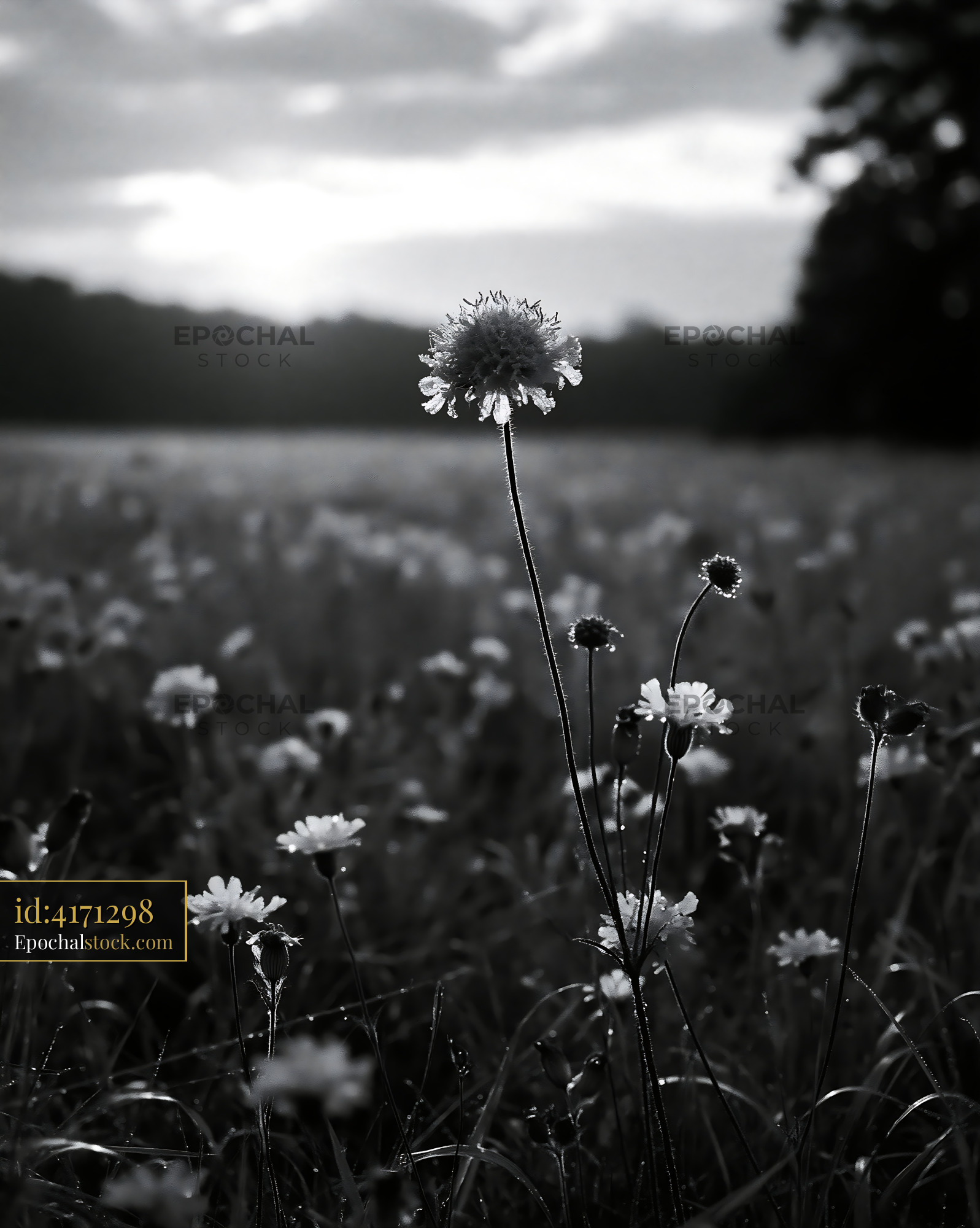 Watermarked full-resolution preview of Flowers in a field during sunset