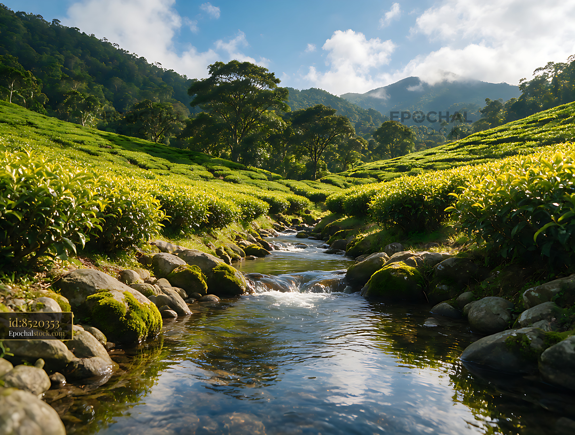 Watermarked full-resolution preview of Tea fields and stream in a lush mountain valley