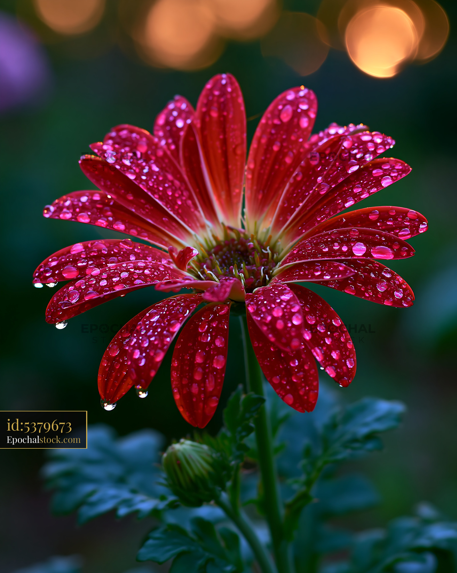 Watermarked full-resolution preview of Bright red flower with water droplets in garden