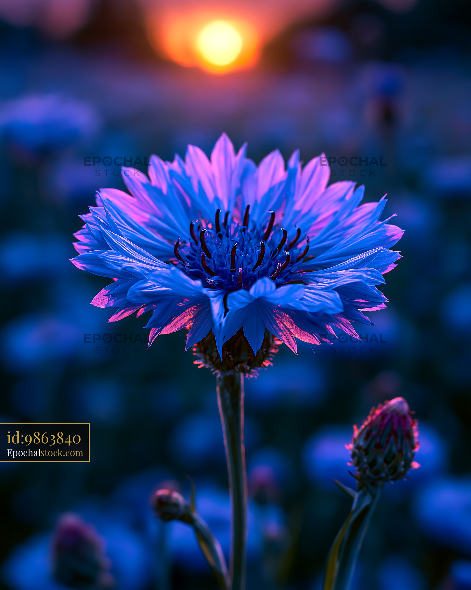 Watermarked full-resolution preview of Vibrant flower with sunset in the background