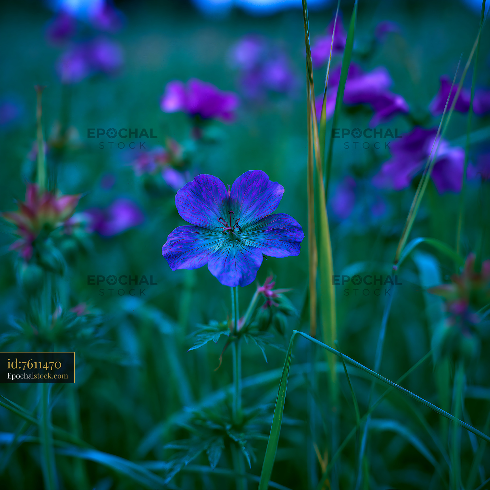 Watermarked full-resolution preview of Purple flower in a green field at dusk