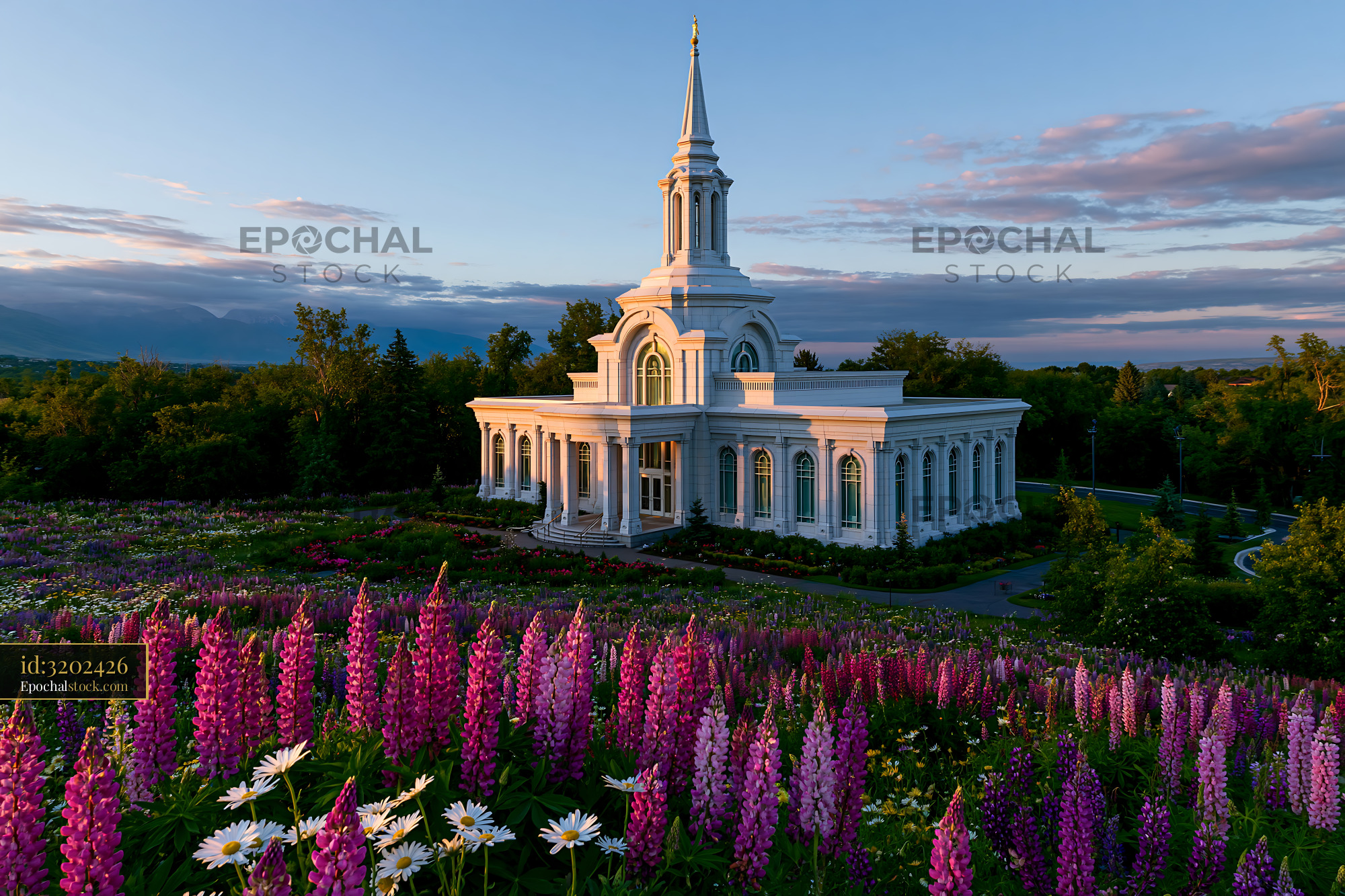 Watermarked full-resolution preview of Flower fields surround a white building with a steeple at sunset