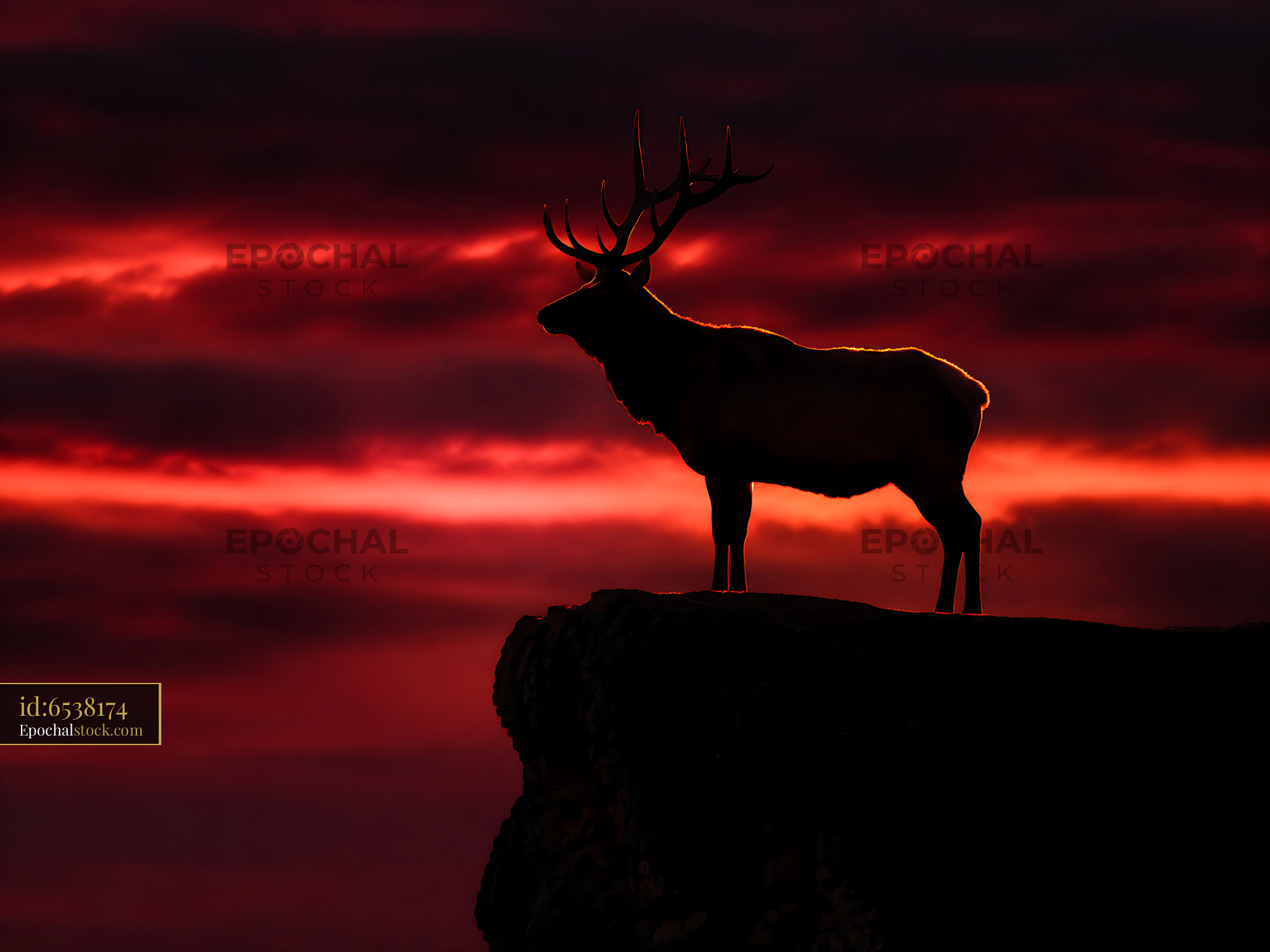 Elk Stands on a Rock Against a Red Sunset Sky - stock photo