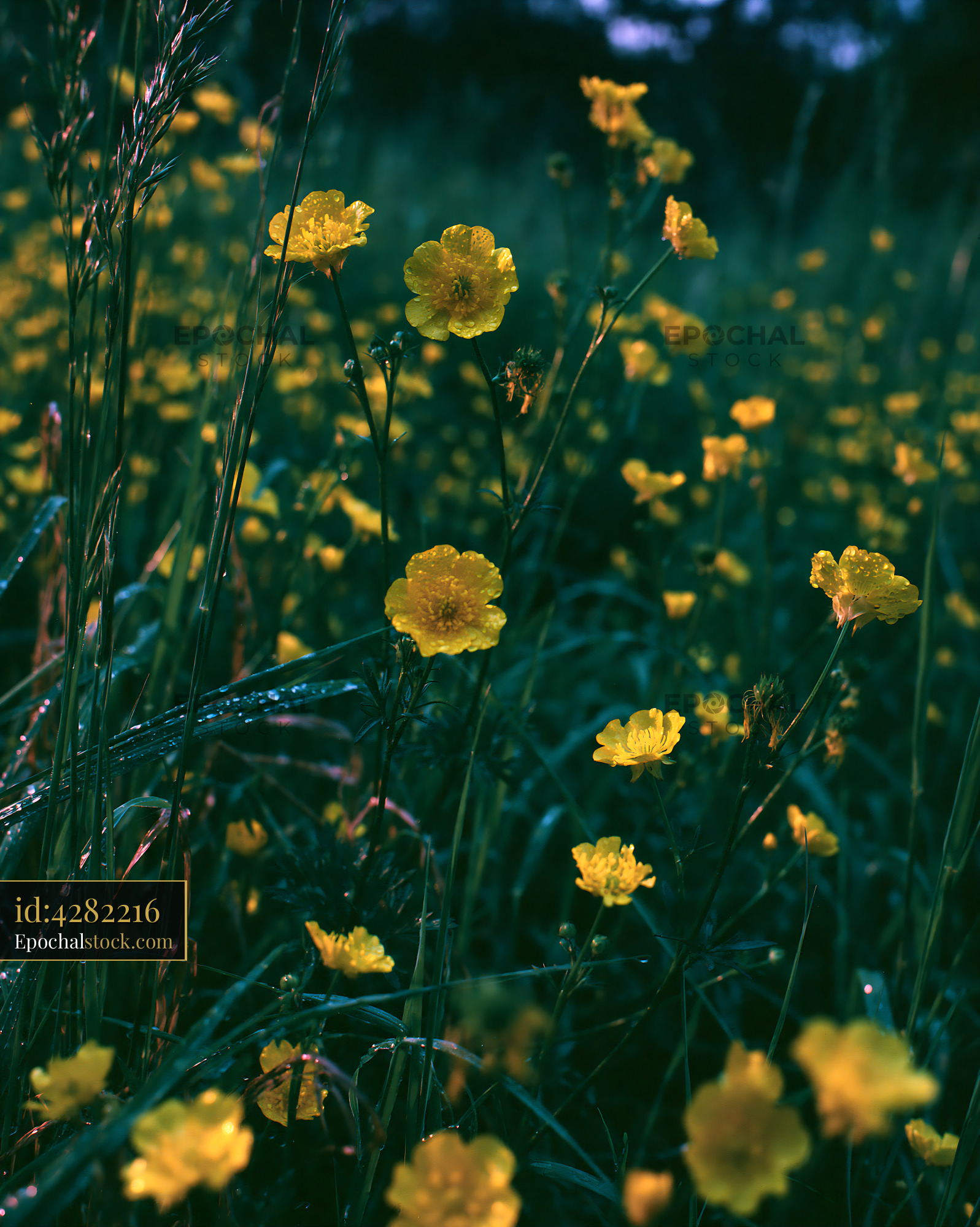 Watermarked full-resolution preview of Yellow flowers in a lush green field during daylight