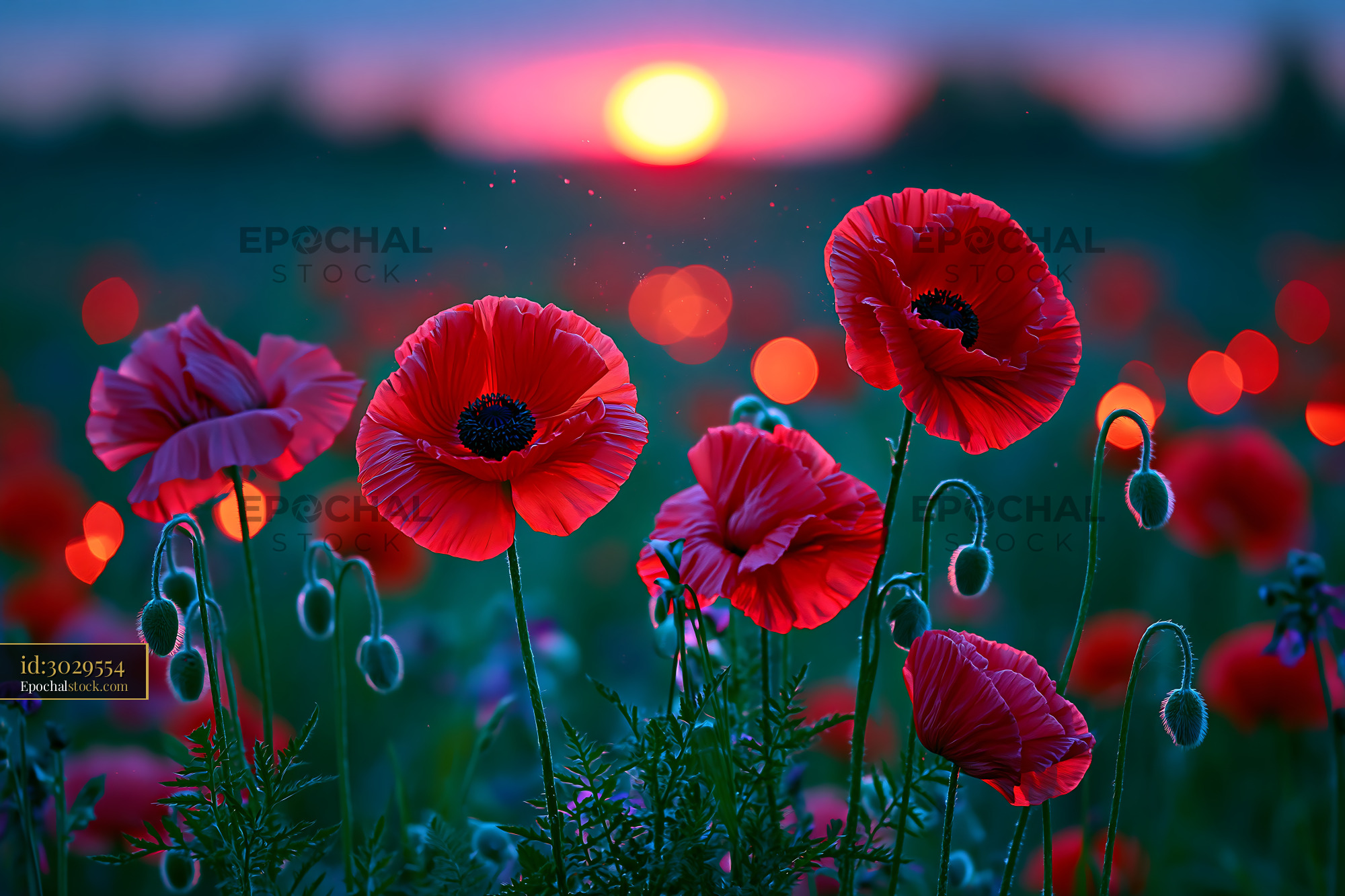 Watermarked full-resolution preview of Bright red poppies bloom during sunset in a field