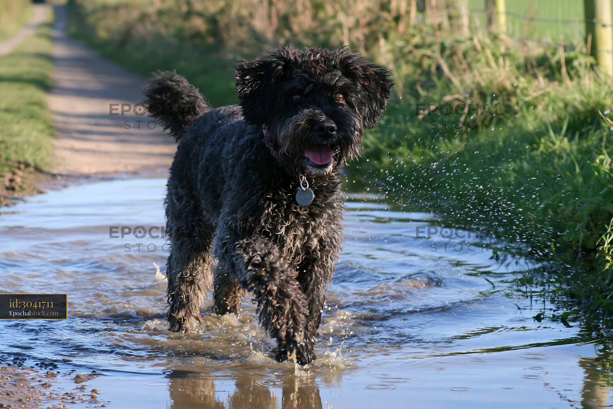 Rare dog breed walking on rural road with water puddle - stock photo