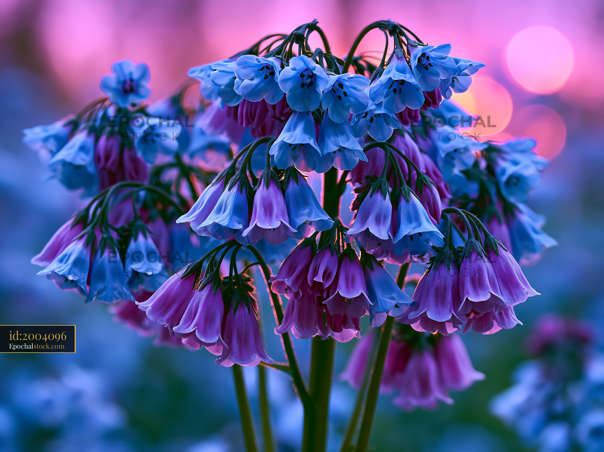 Watermarked full-resolution preview of Colorful bell flowers at sunset in a garden