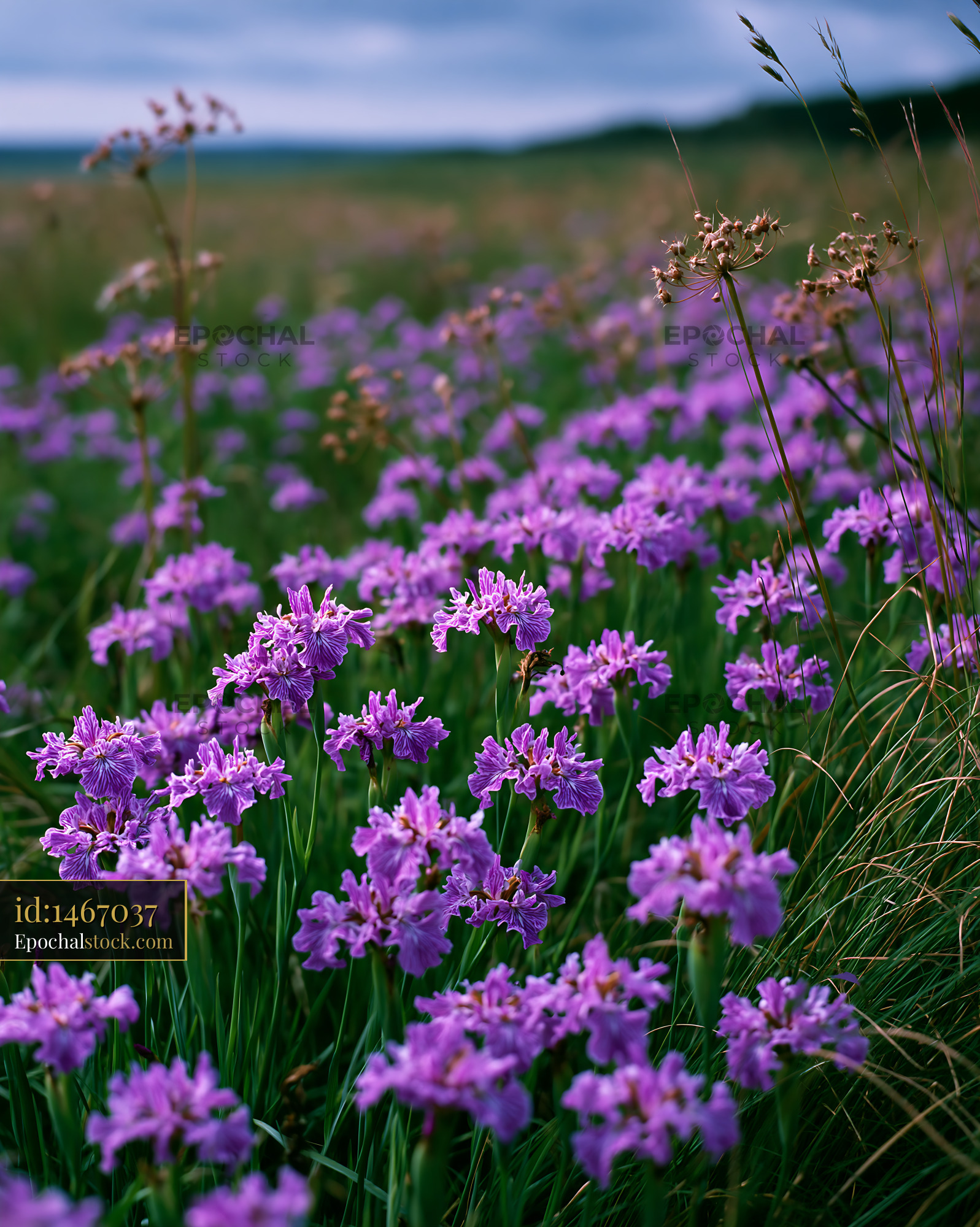 Watermarked full-resolution preview of Purple flowers bloom in a field during the day
