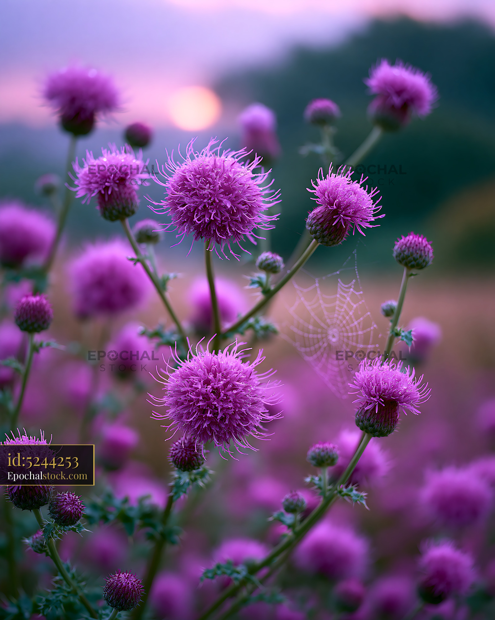 Thistle Blooms in the Meadow During Golden Hour - stock photo
