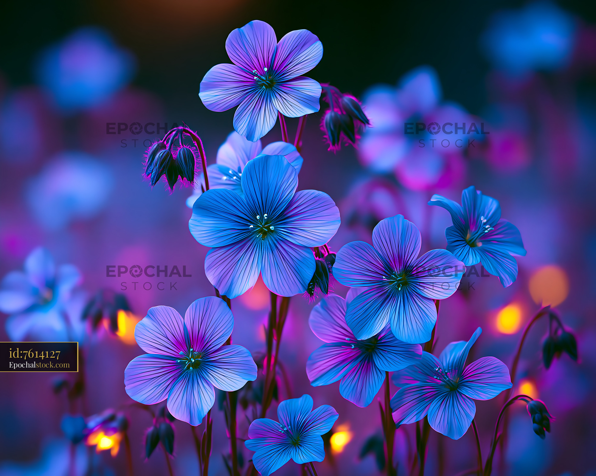 Watermarked full-resolution preview of Vibrant blue flowers against a dark background