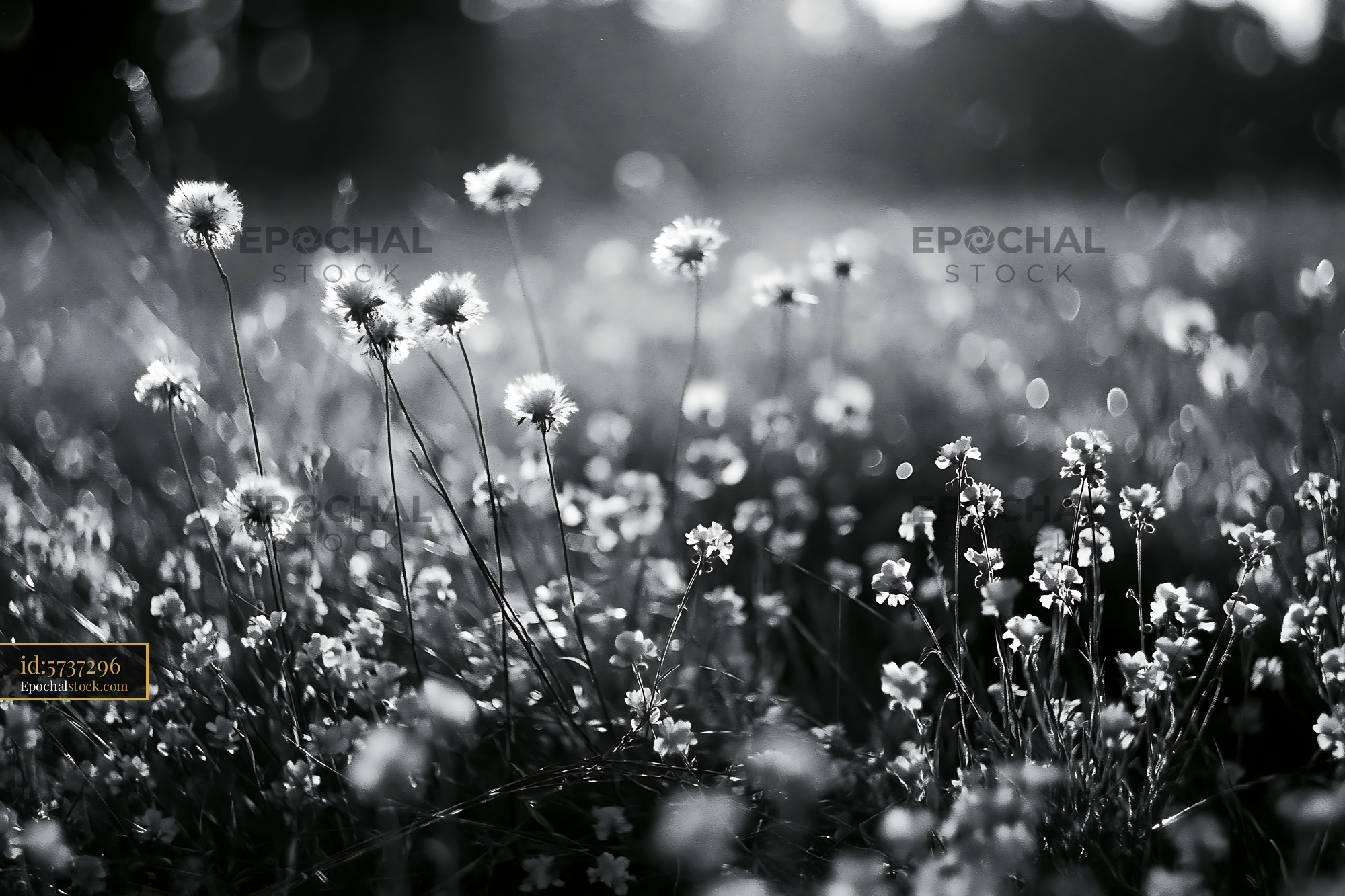 Wildflower Field in Soft Light at Golden Hour - stock photo