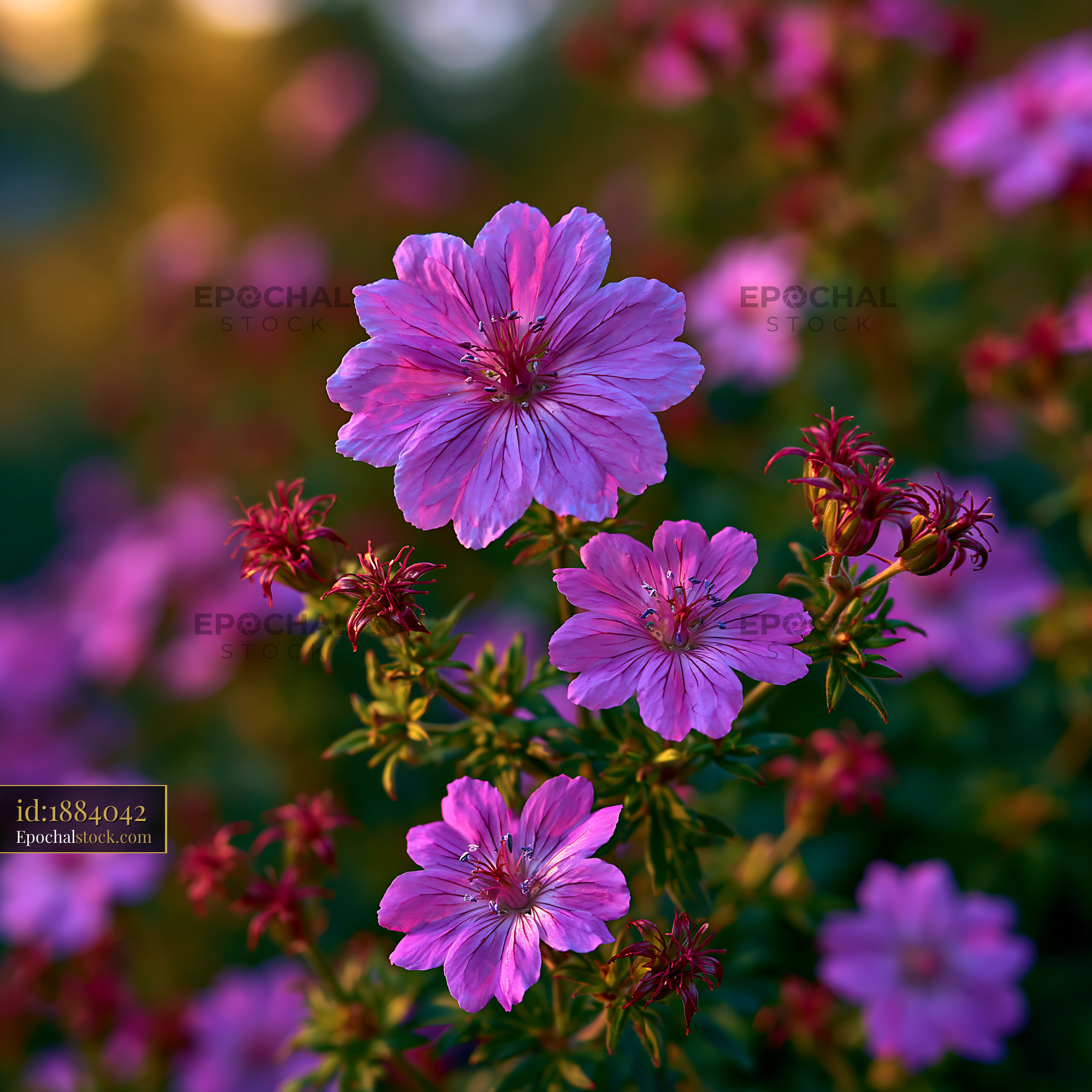 Watermarked full-resolution preview of Purple flowers blooming in a garden during sunset