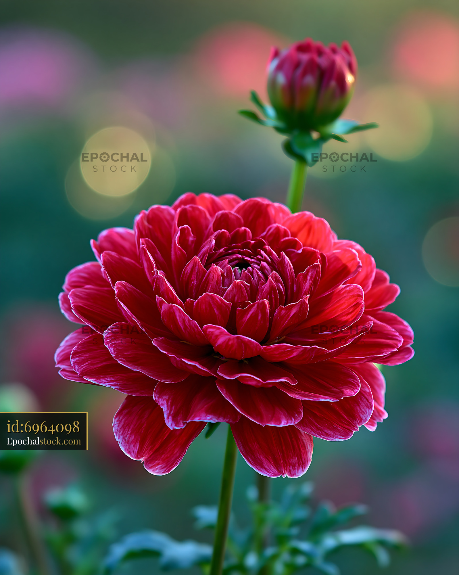 Watermarked full-resolution preview of Red flower in full bloom with a bud nearby