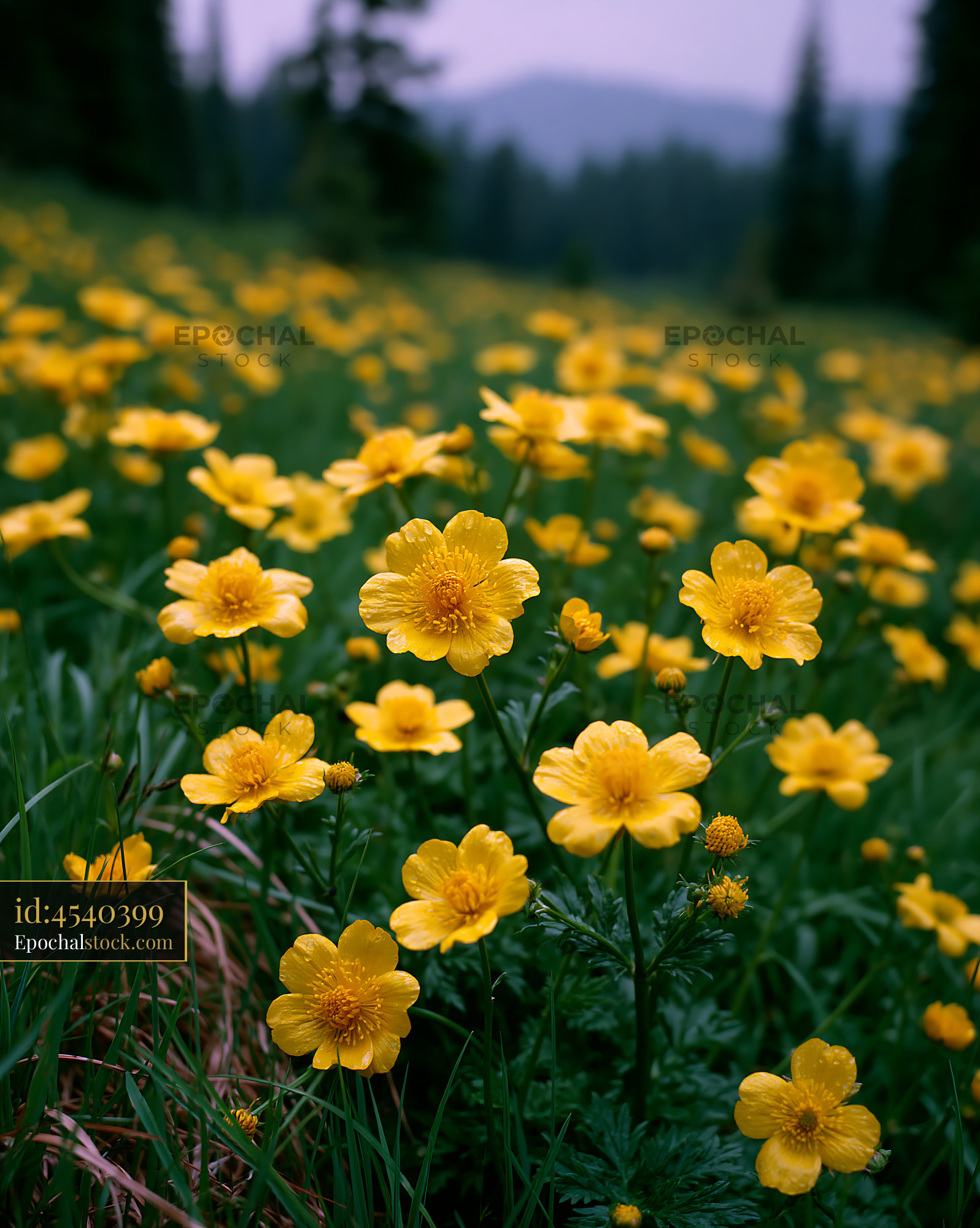 Watermarked full-resolution preview of Bright yellow flowers in a green field during daylight