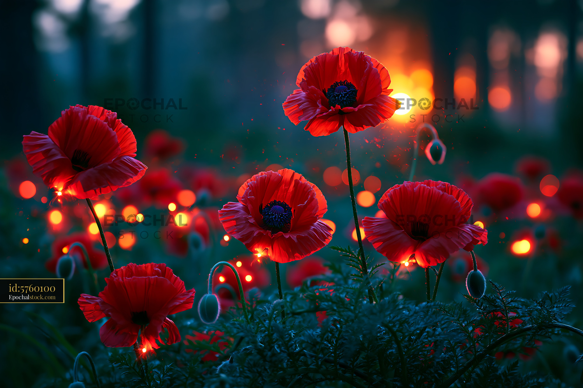 Watermarked full-resolution preview of Poppies blooming near sunset in a natural setting