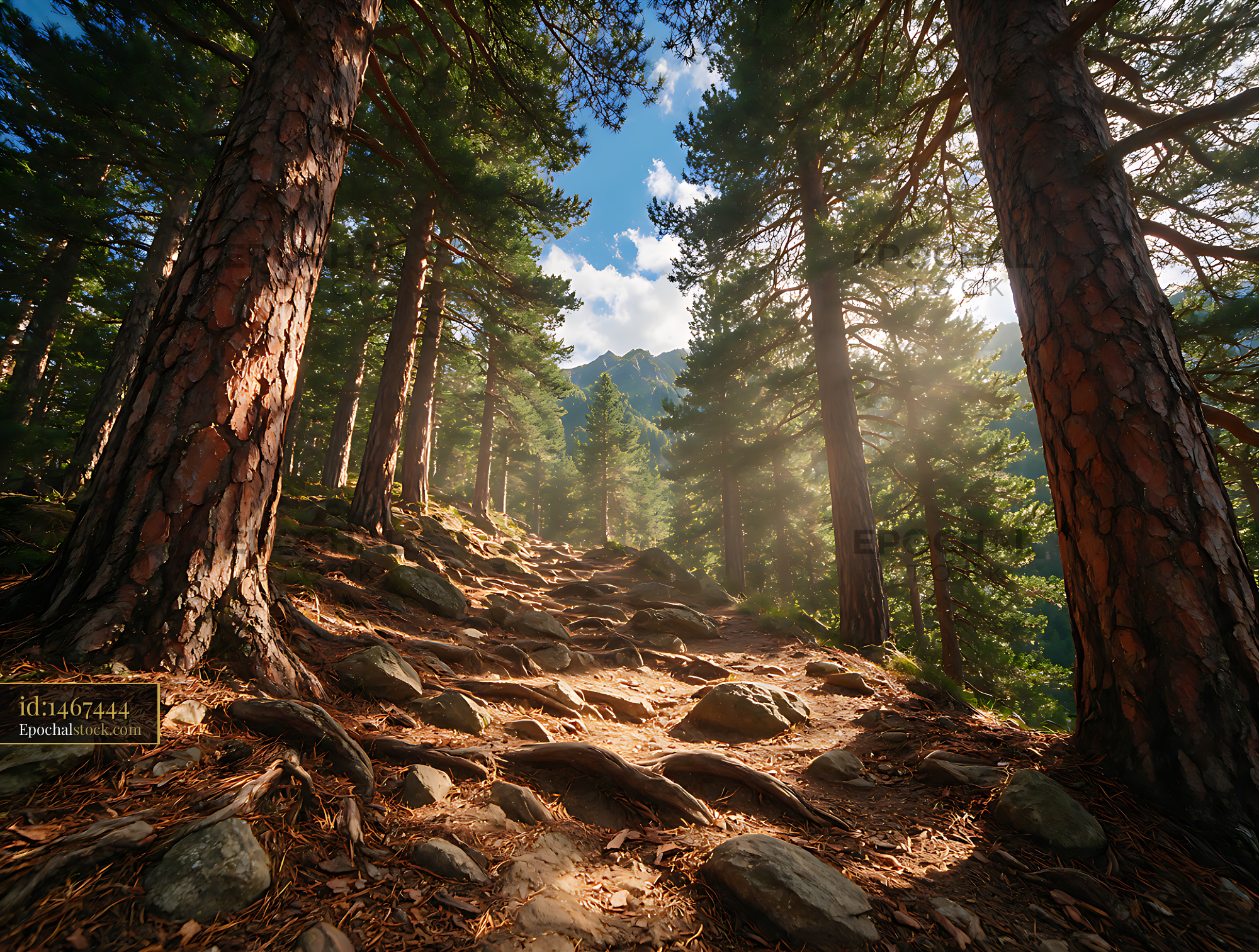 Watermarked full-resolution preview of Rocky trail winding through a sunlit mountain forest