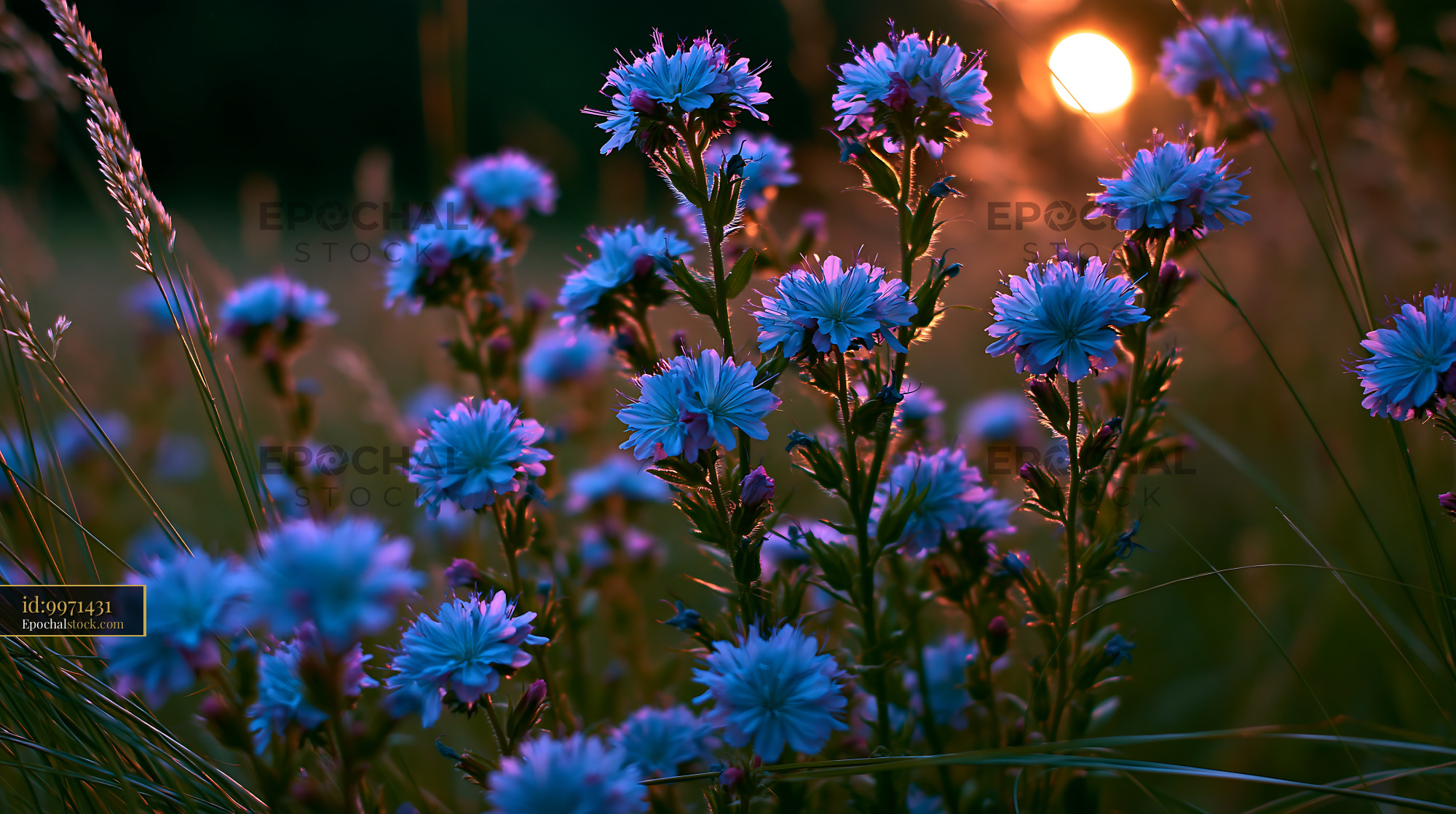 Watermarked full-resolution preview of Bright blue flowers in a field at sunset