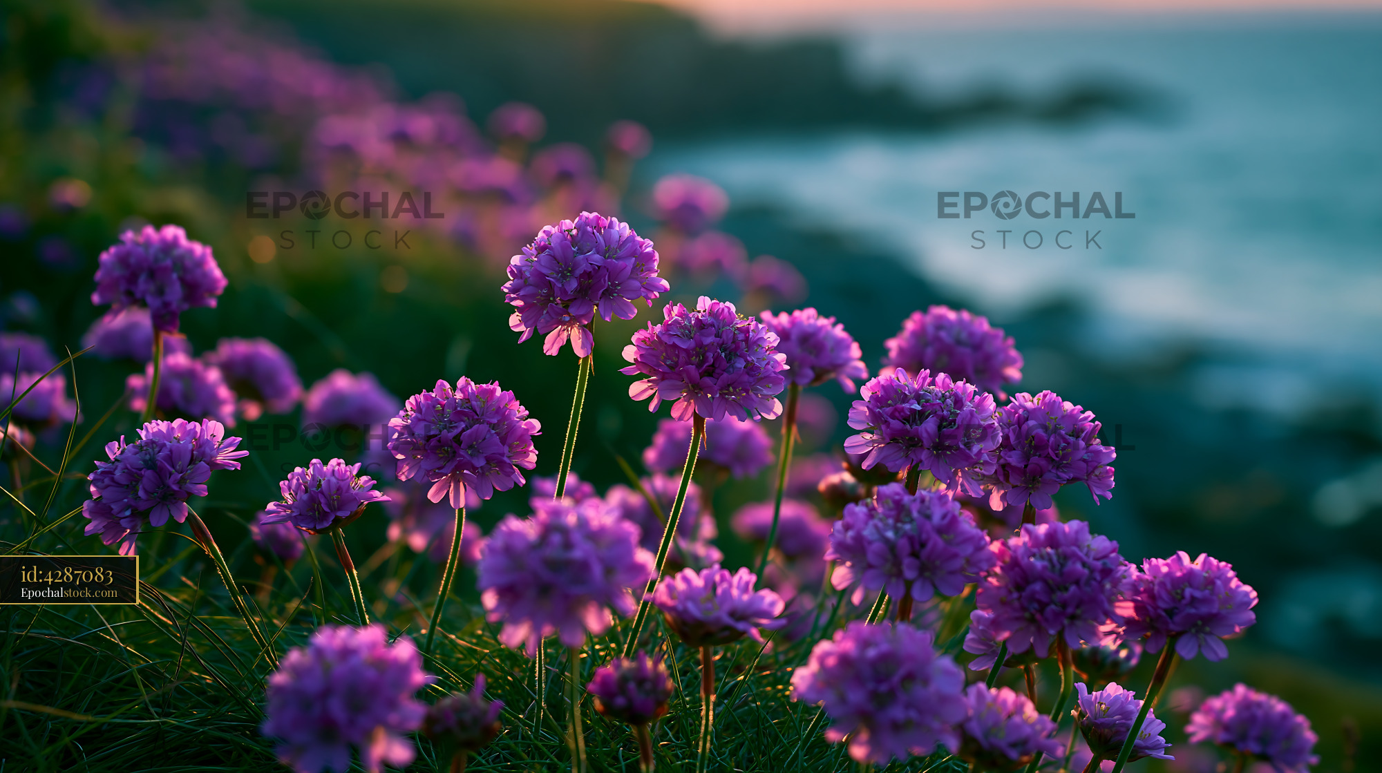 Purple Flowers Grow on Cliffside Near Ocean at Sunset - stock photo