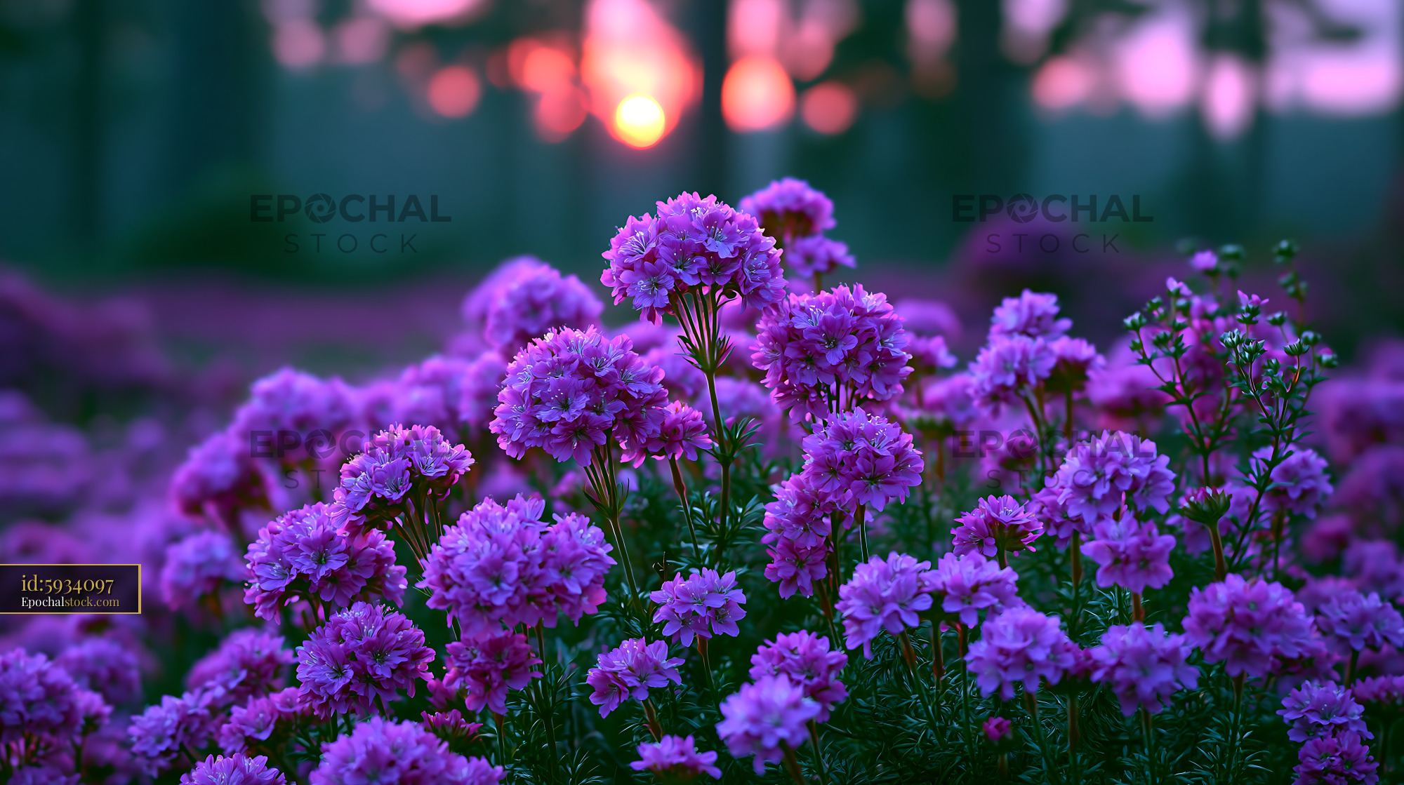 Watermarked full-resolution preview of Vibrant flowers blooming at sunset in a garden setting