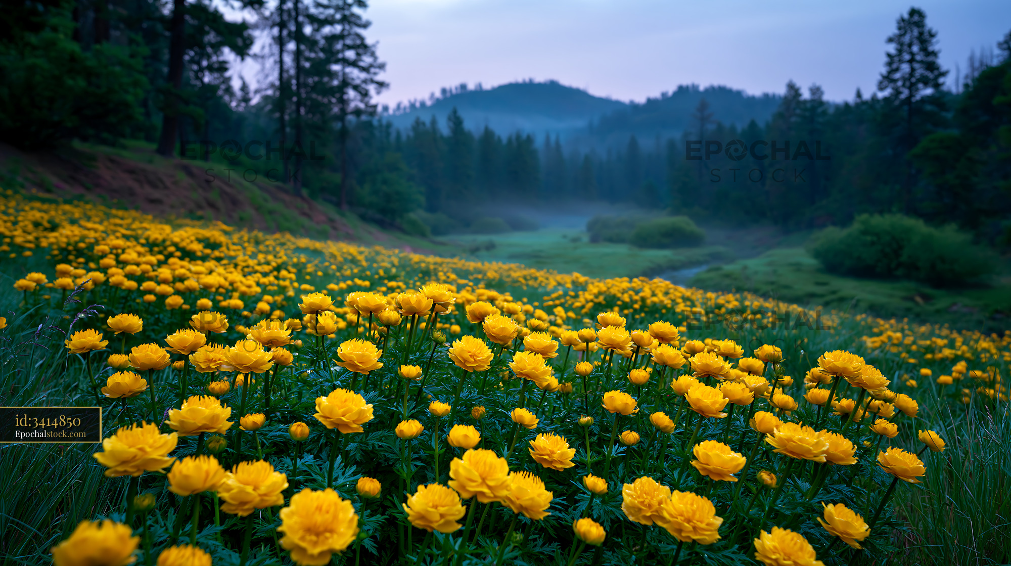 Watermarked full-resolution preview of Field of yellow flowers under a hazy sky at sunrise