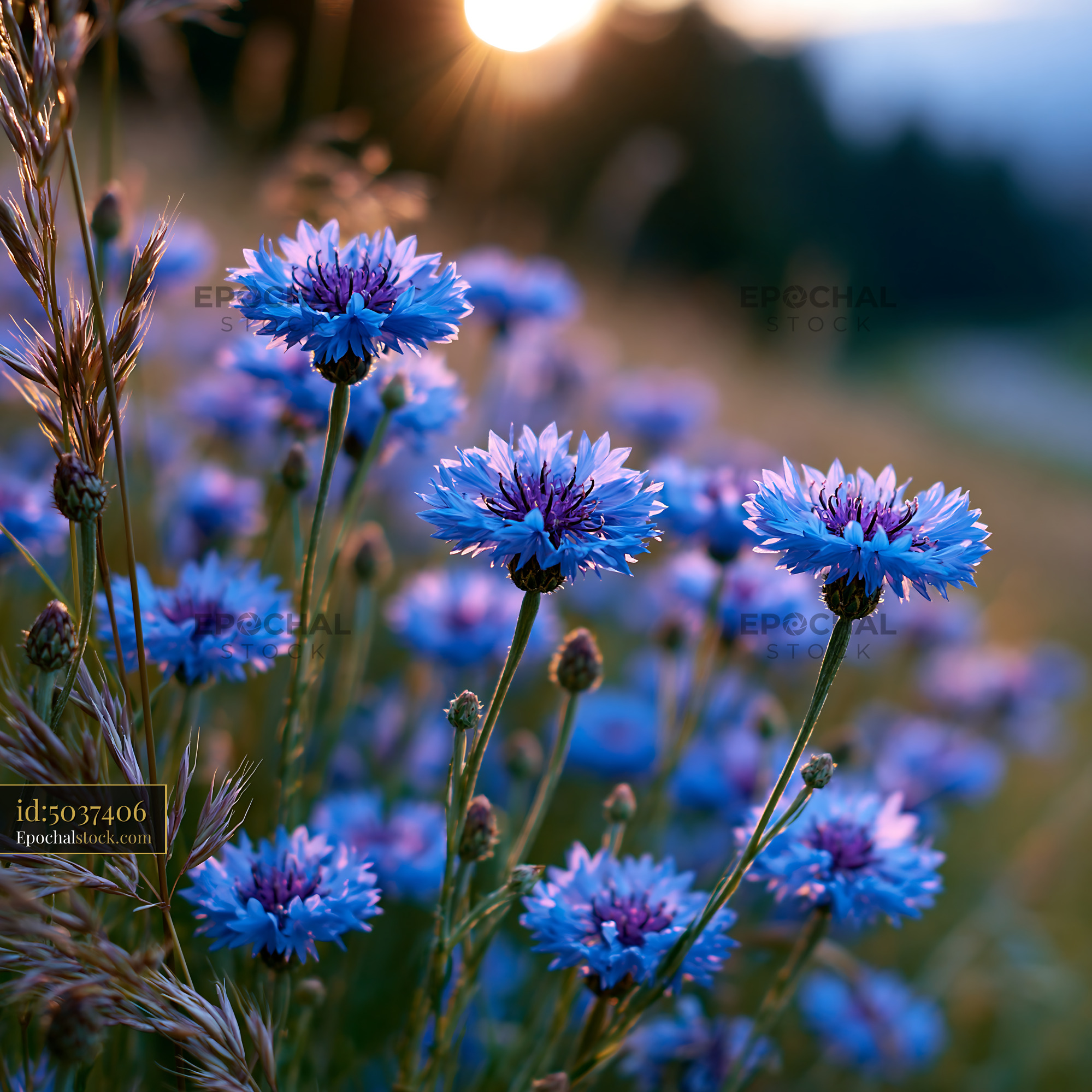Watermarked full-resolution preview of Blue flowers blooming at sunset in a grassy field