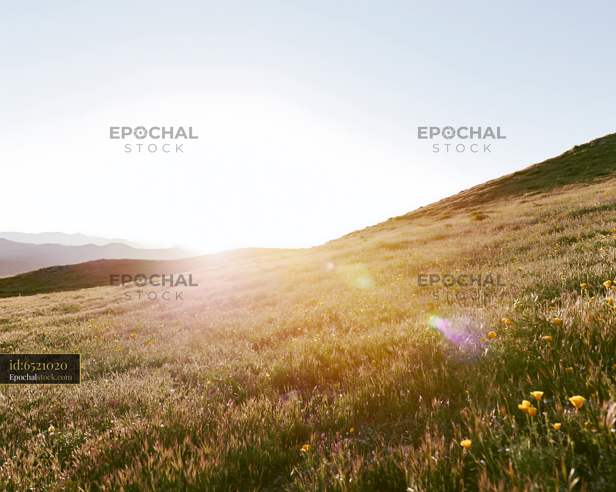 Watermarked full-resolution preview of Sunlight shining over grassy hillside in the late afternoon