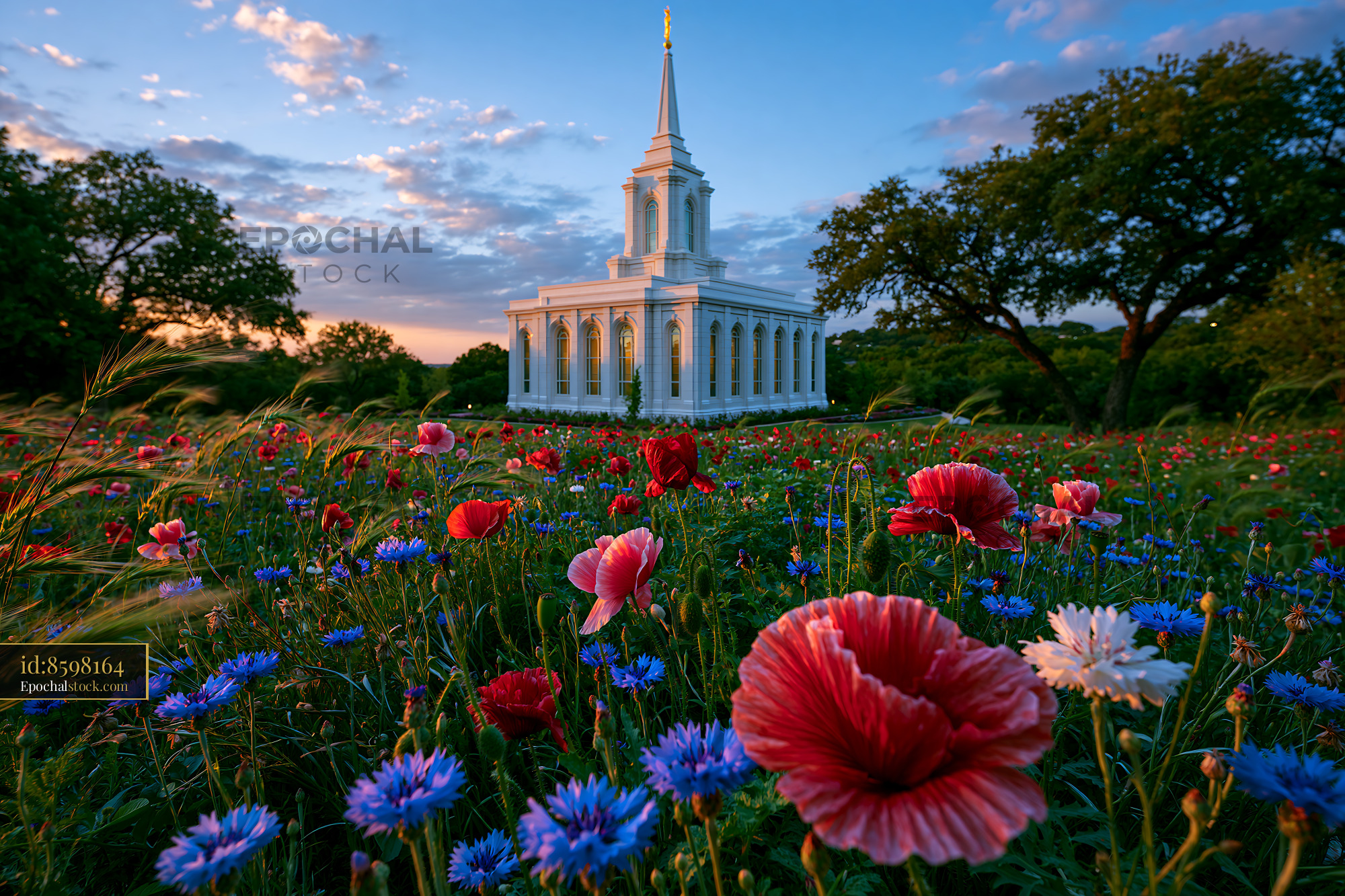 Watermarked full-resolution preview of Colorful flowers surround a white church during sunset