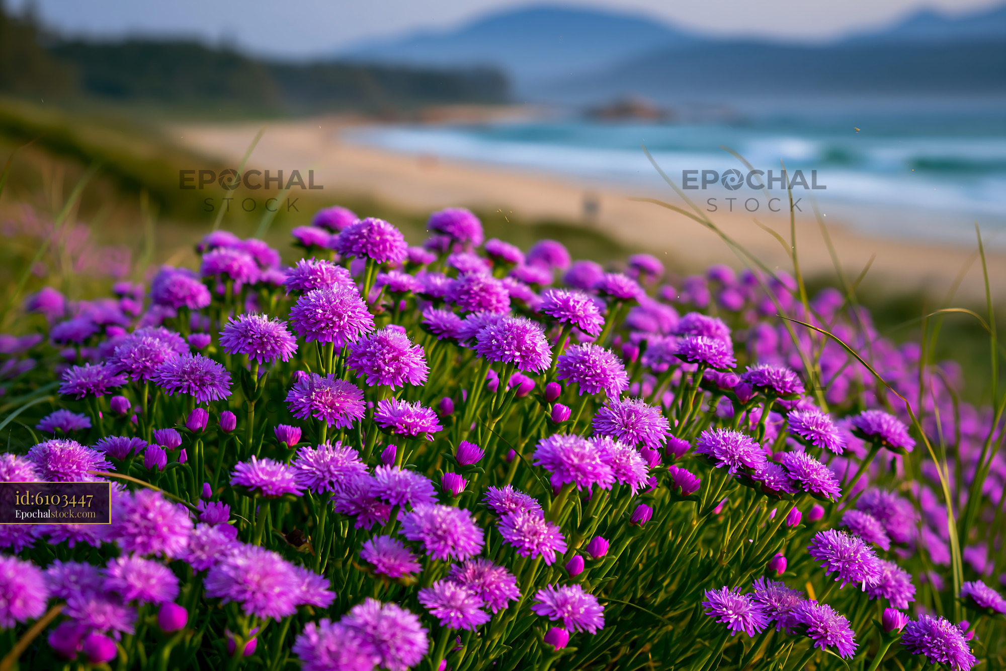 Purple Flowers Bloom on Coastal Landscape With Beach View - stock photo