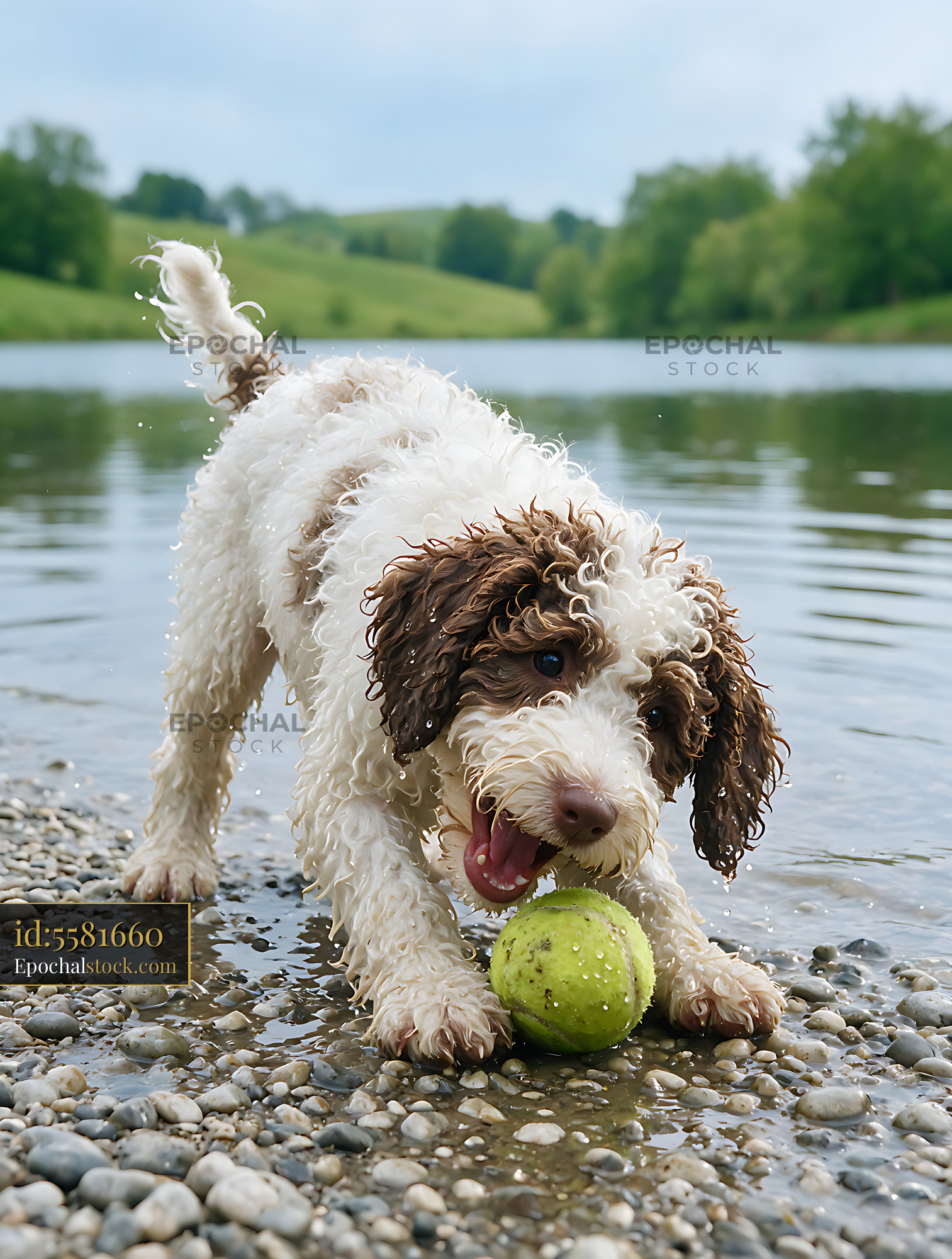 Watermarked full-resolution preview of Wet curly puppy playing beside a lake