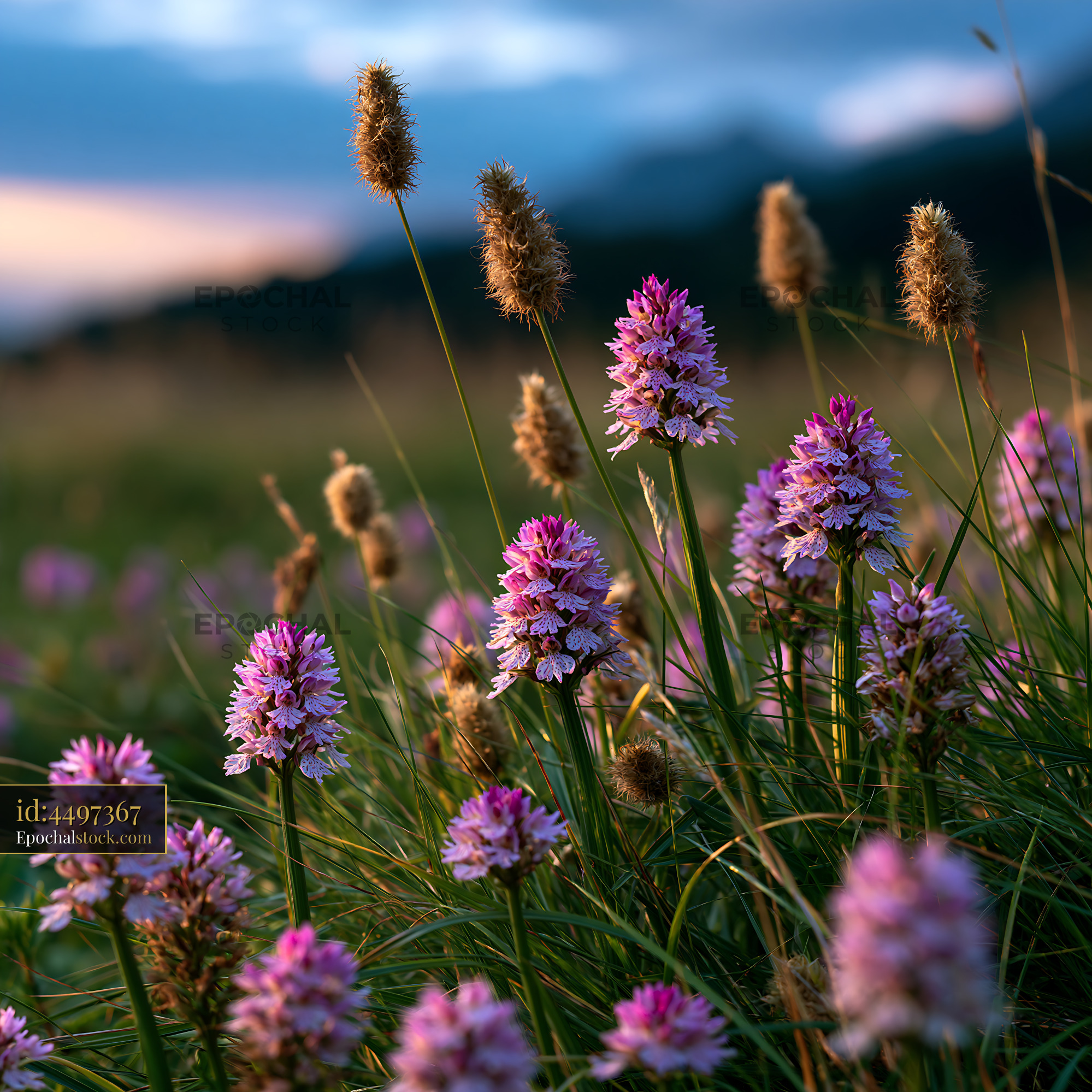 Watermarked full-resolution preview of Wildflowers bloom in a meadow under a cloudy sky at sunset