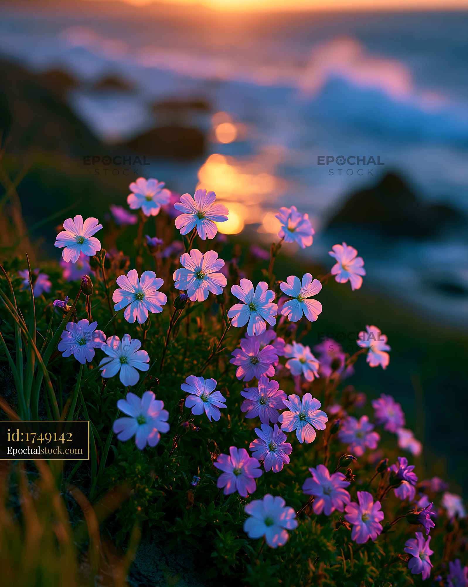 Watermarked full-resolution preview of Flowers blooming near the ocean at sunset