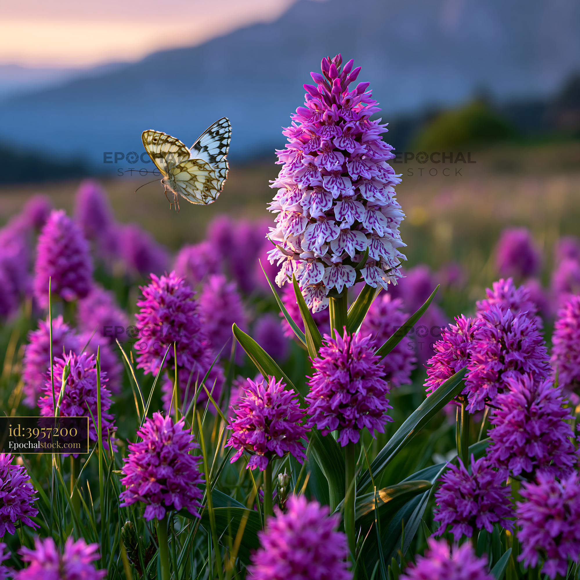 Watermarked full-resolution preview of Butterfly flying near purple flowers in a sunny field