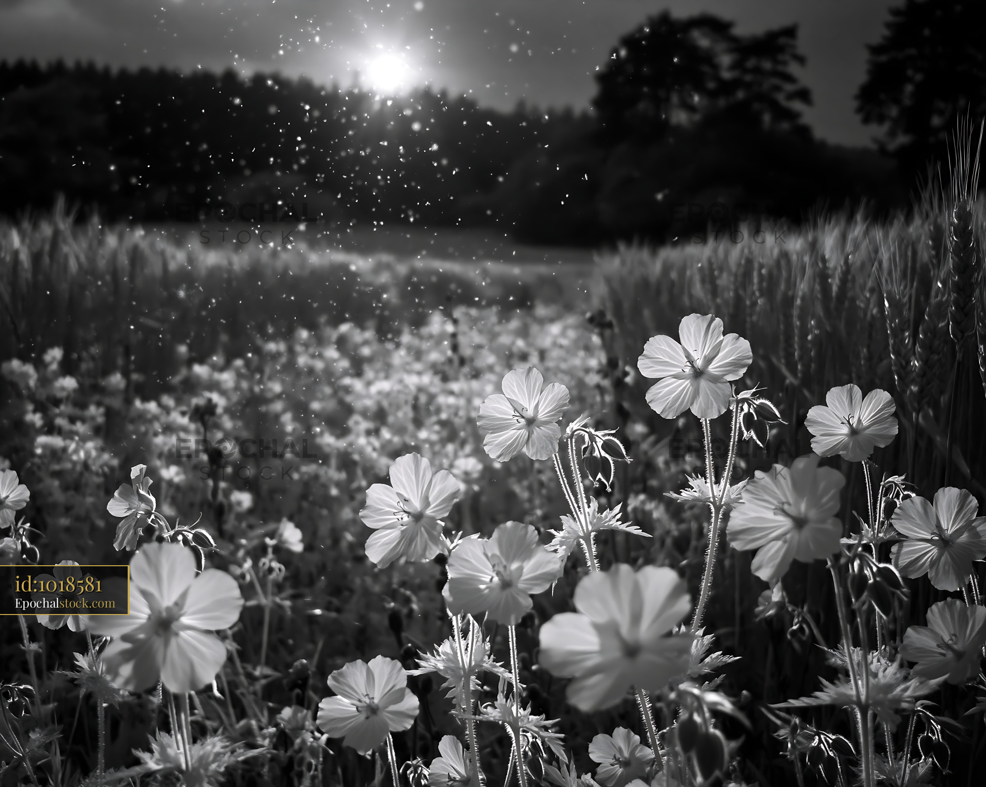 Watermarked full-resolution preview of Field of flowers under bright sunlight in black and white