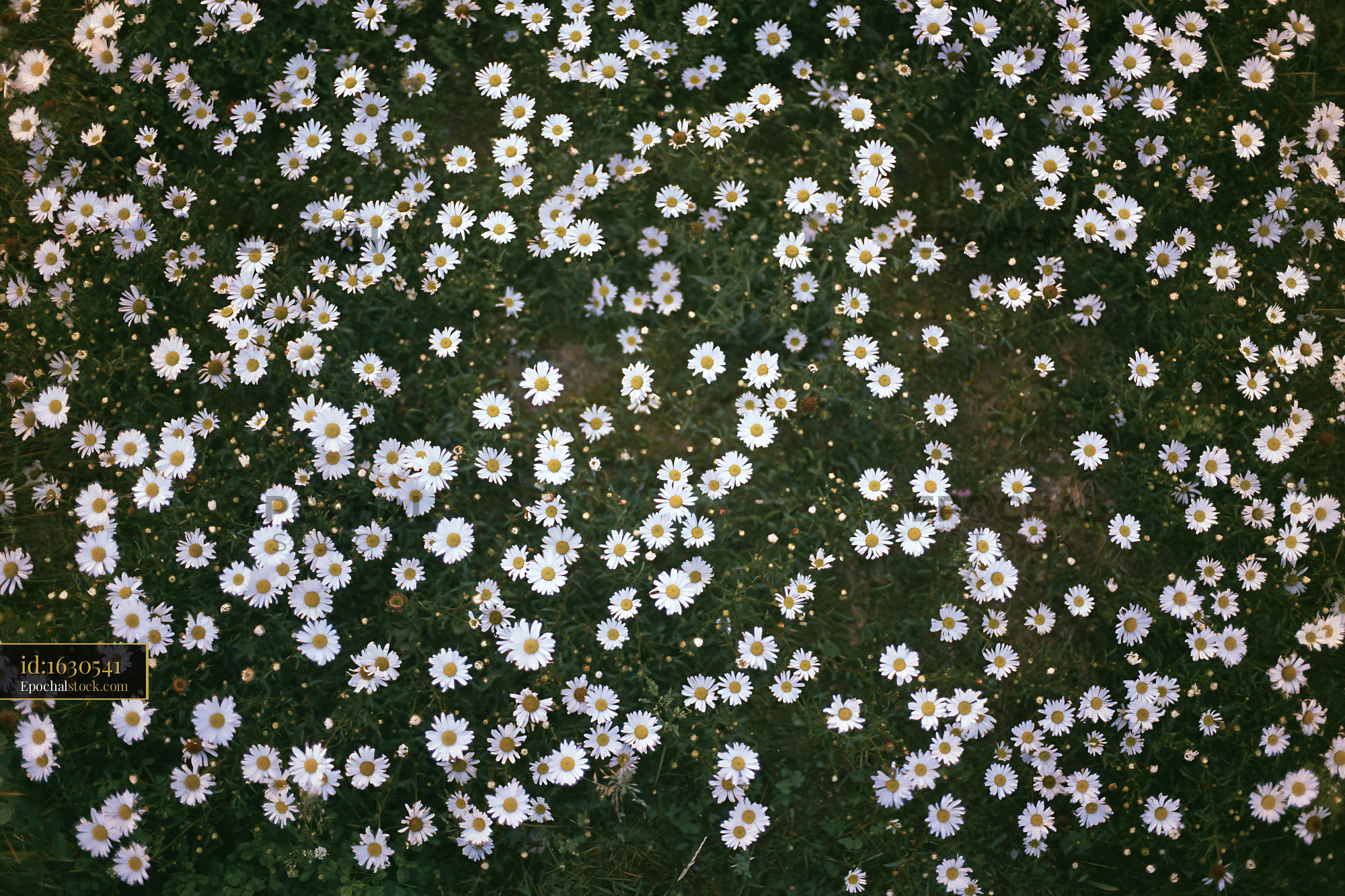 Watermarked full-resolution preview of Daisies covering the ground in a vibrant green field