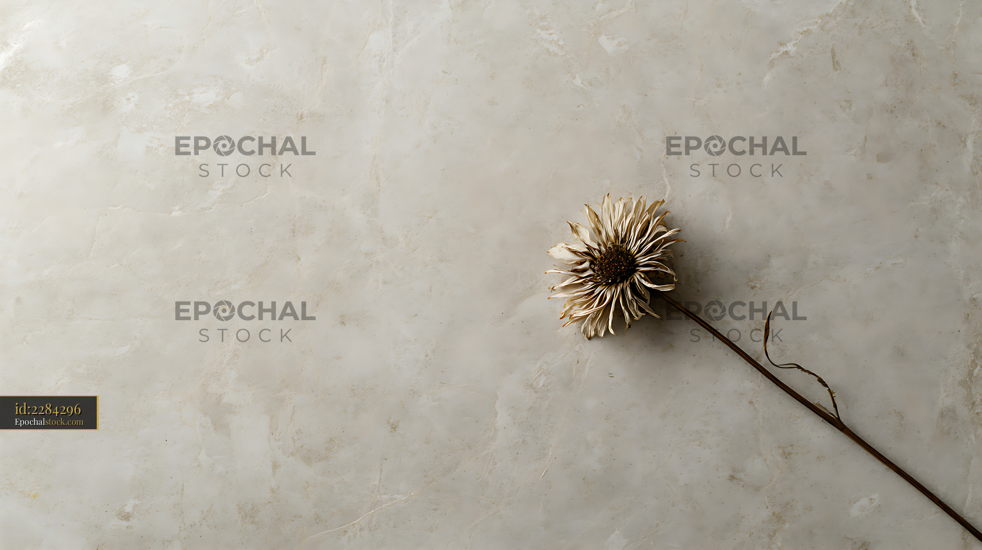 Watermarked full-resolution preview of Single dried flower on textured beige surface