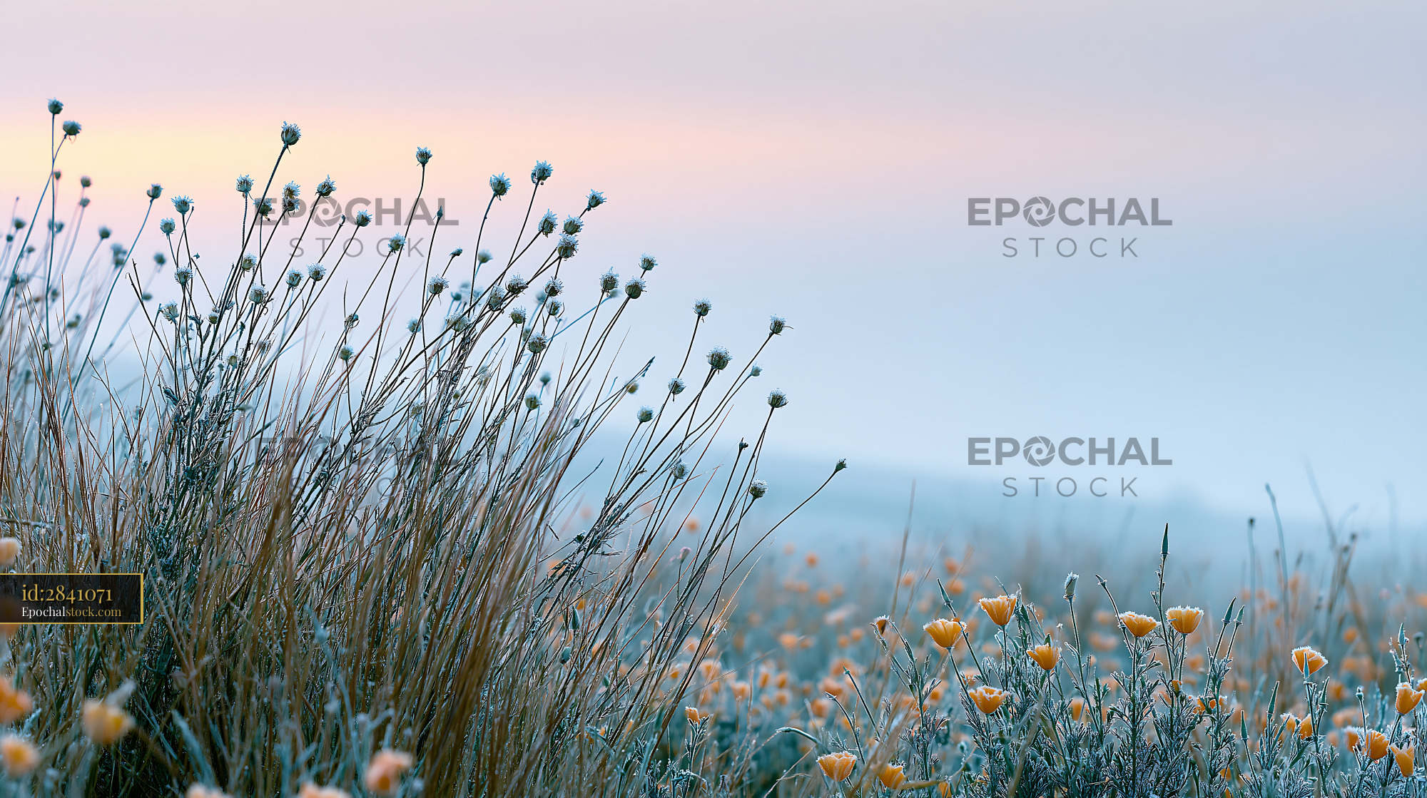Watermarked full-resolution preview of Morning frost covers flowers in a field at dawn